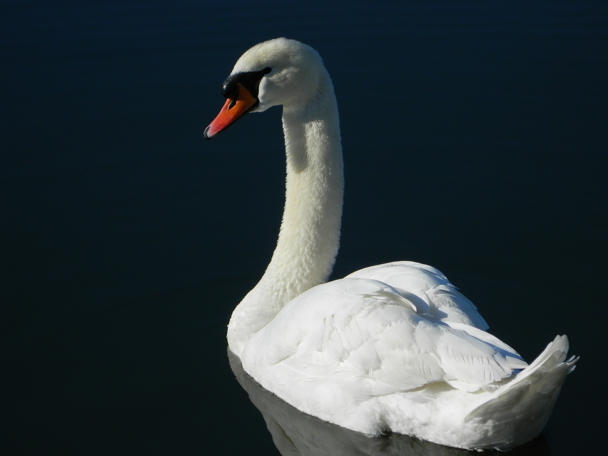 Swan