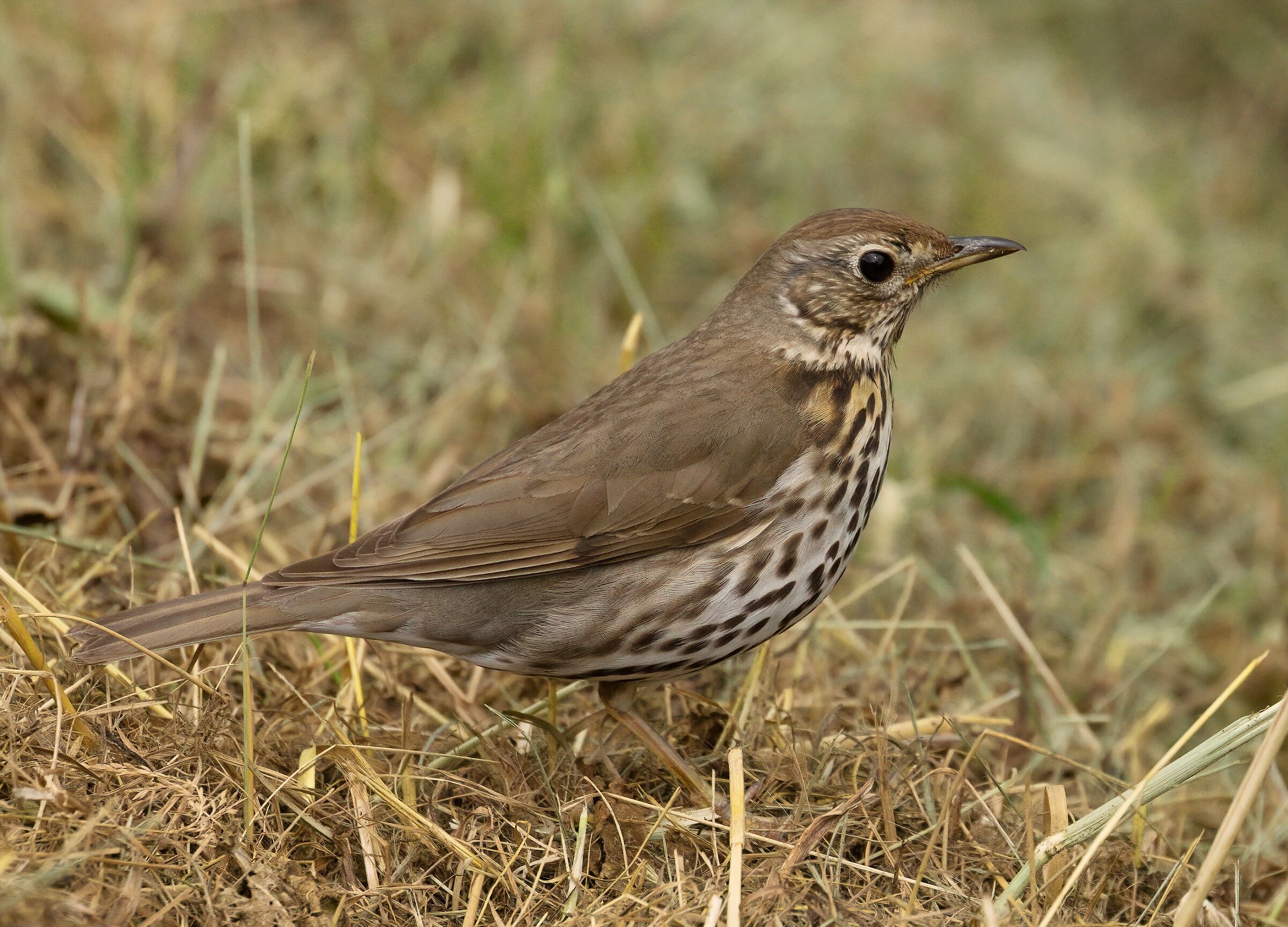 tudus phlilomelos  tordo bottaccio