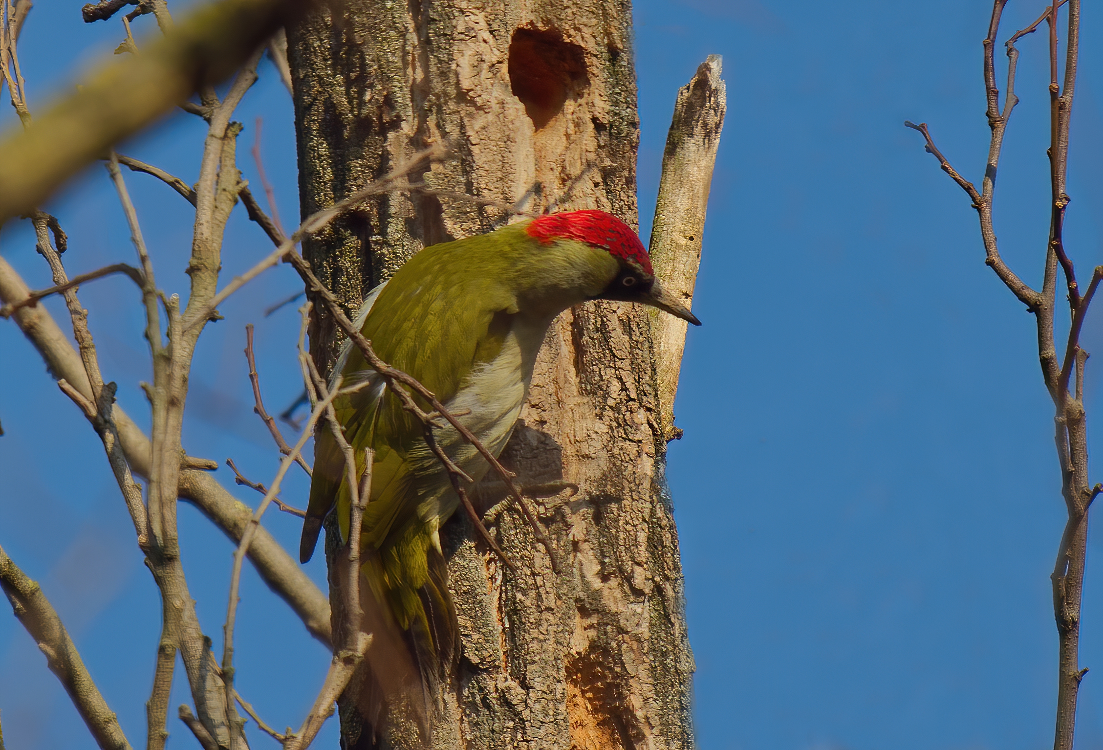 Female red piccio