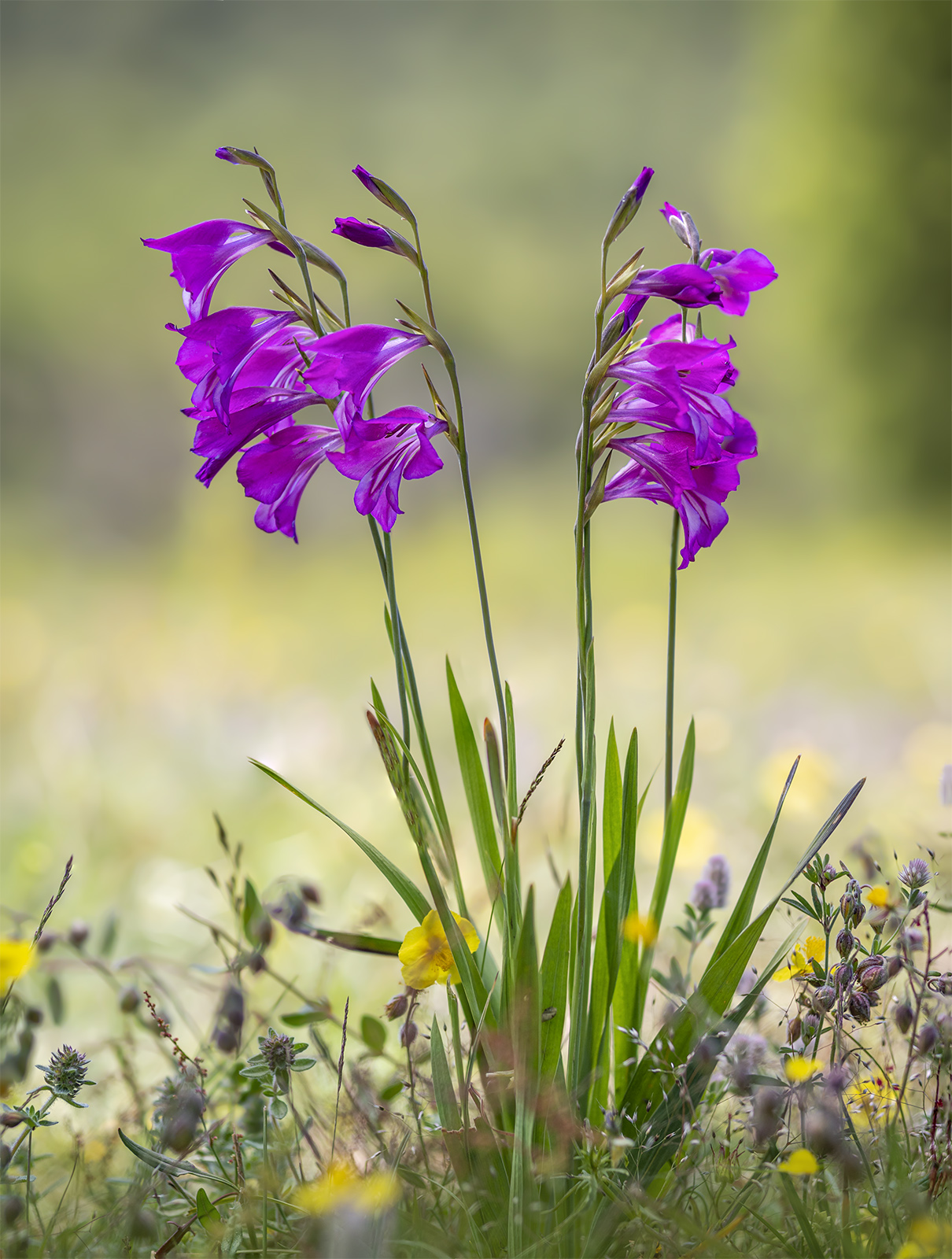 Gladiolus palustris