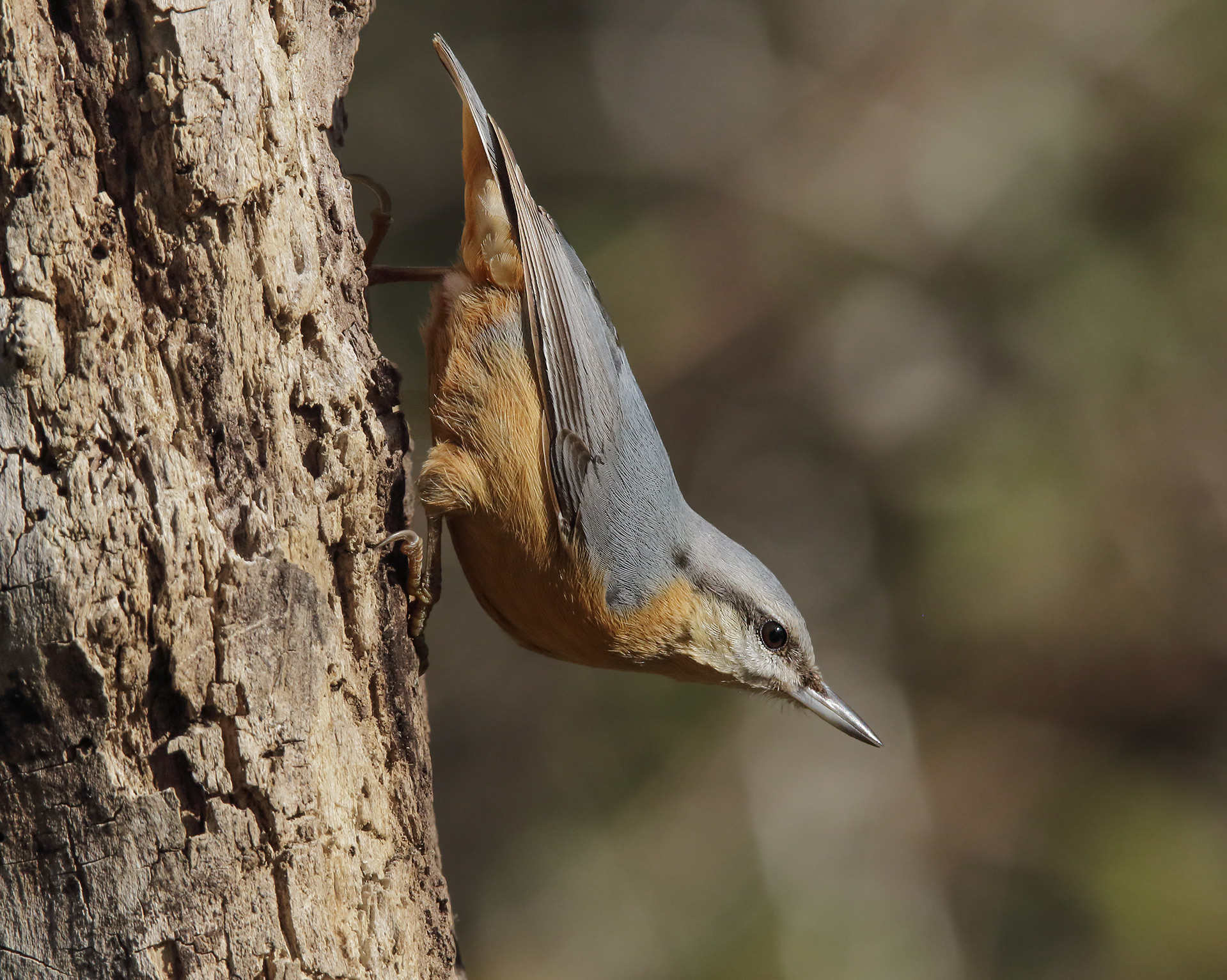 Bricklayer woodpecker (European sitta)