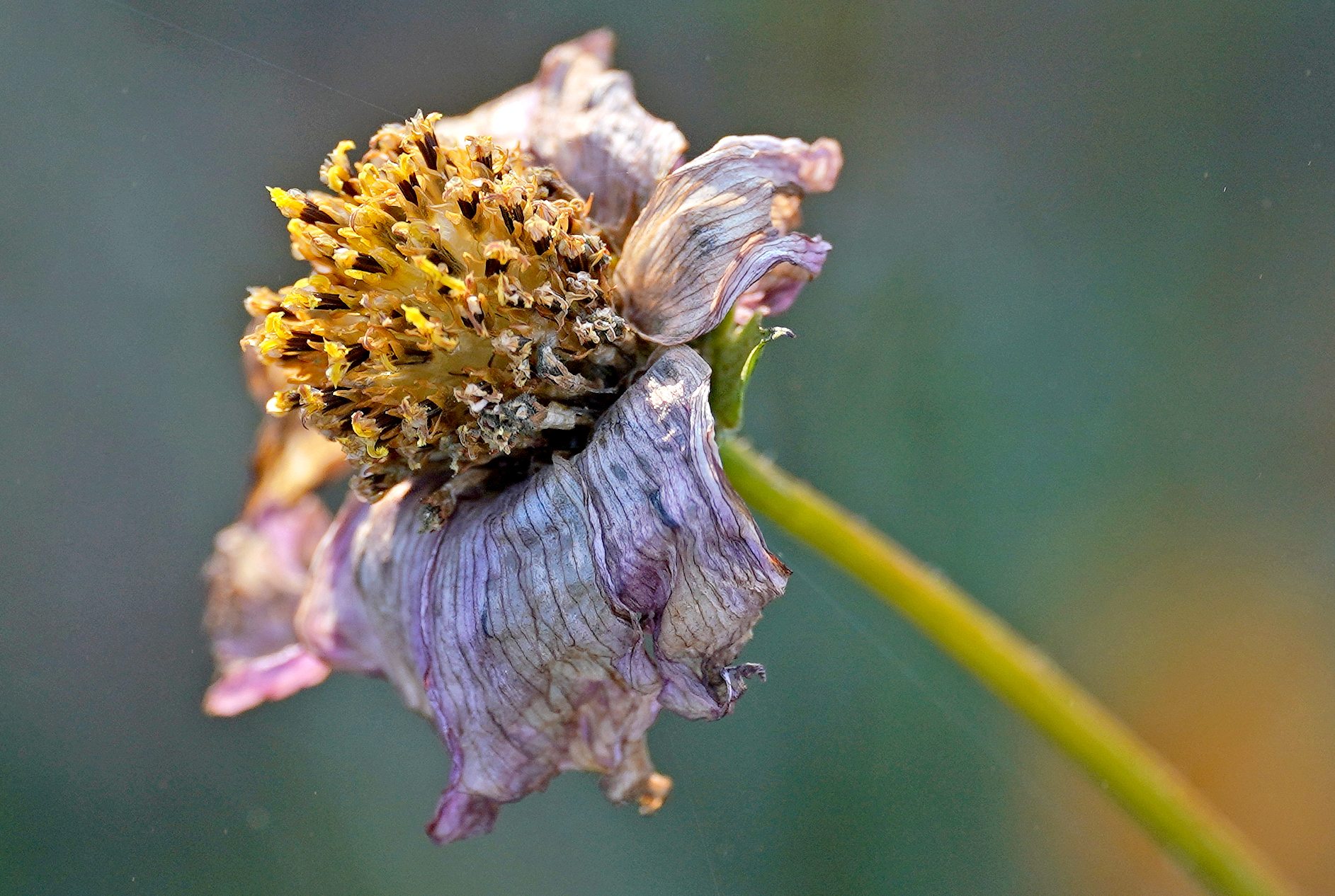 test Sigma 105 art macro DN