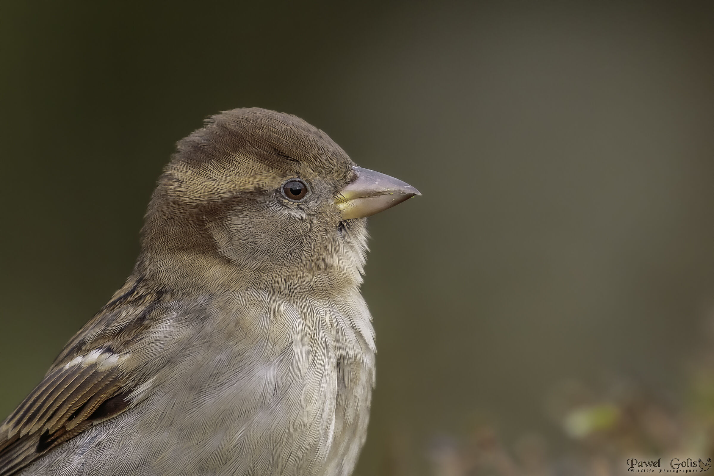 Passero domestico (Passer domesticus)