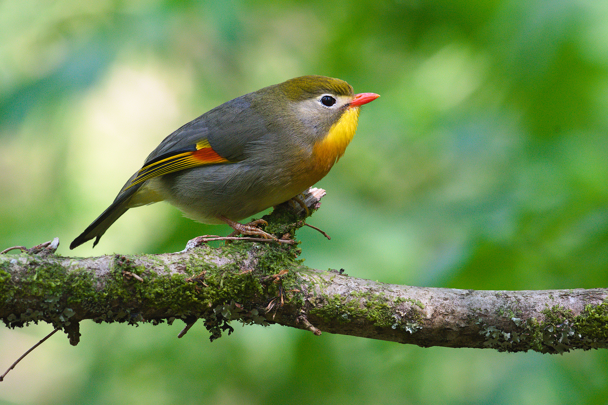 A curious expression of Japan's nightingale