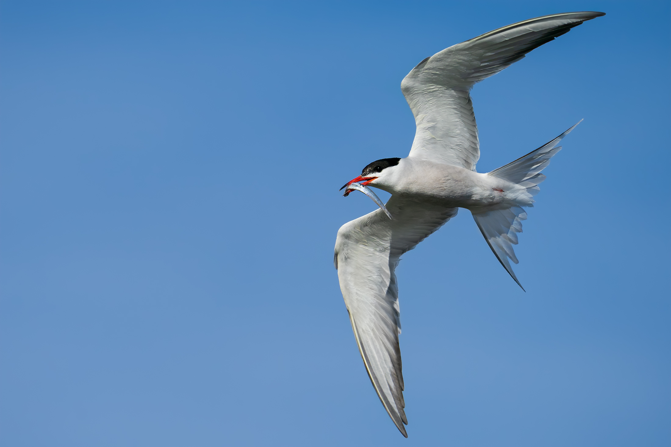 Common tern