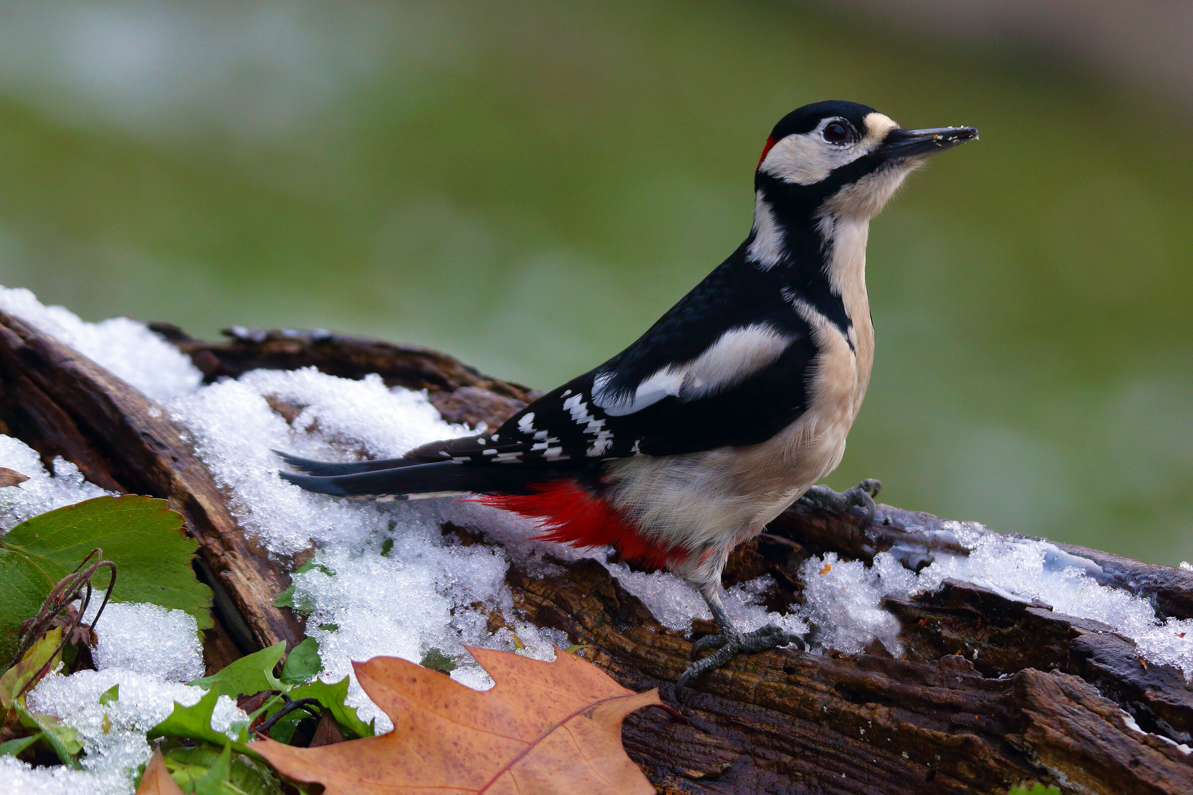c è qualcuno lassù?