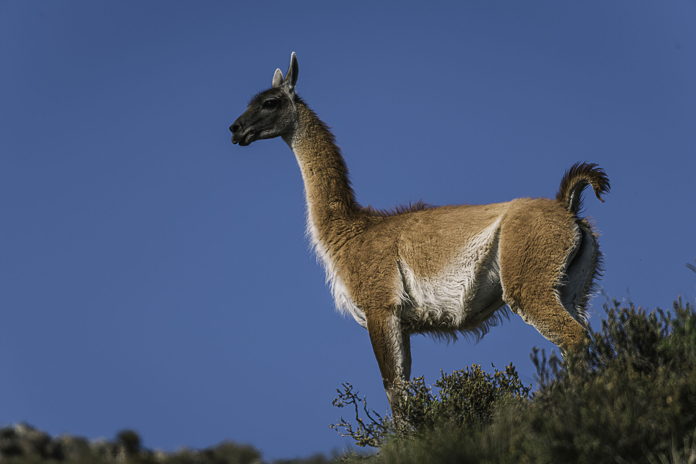 Guanaco