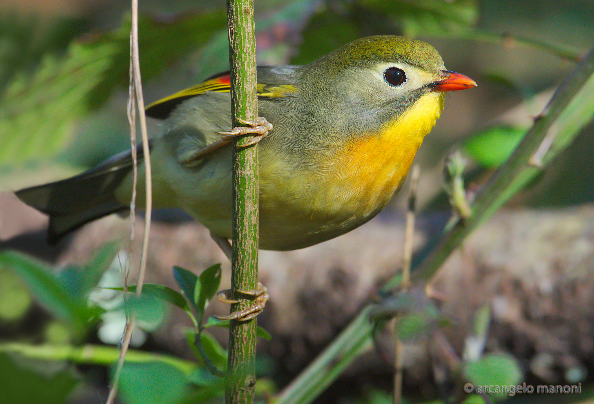 Surprised in the thick undergrowth