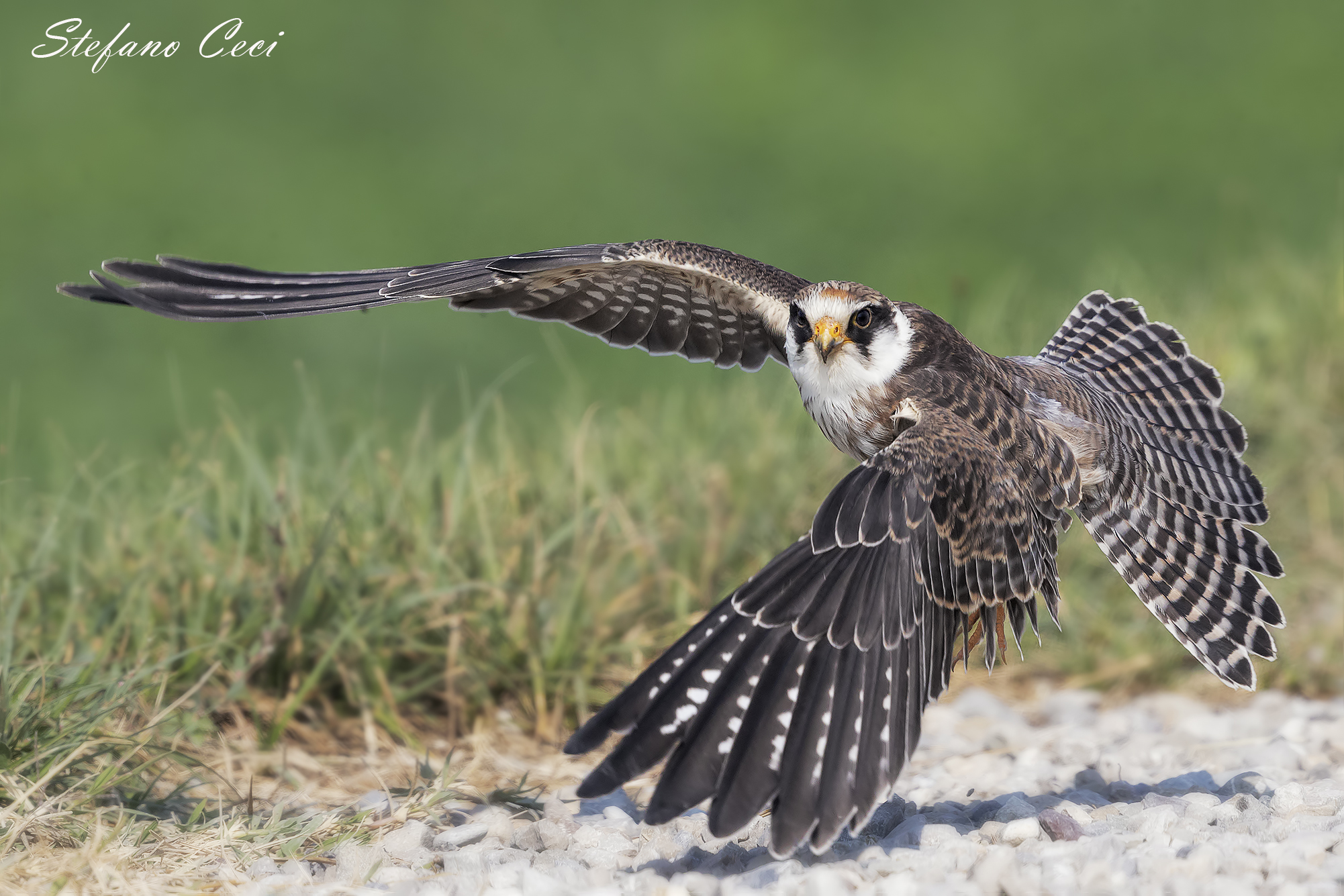 Falco Cuculo esemplare giovane