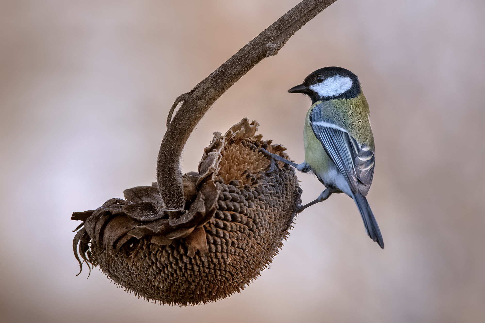 Cinciallegra su girasole