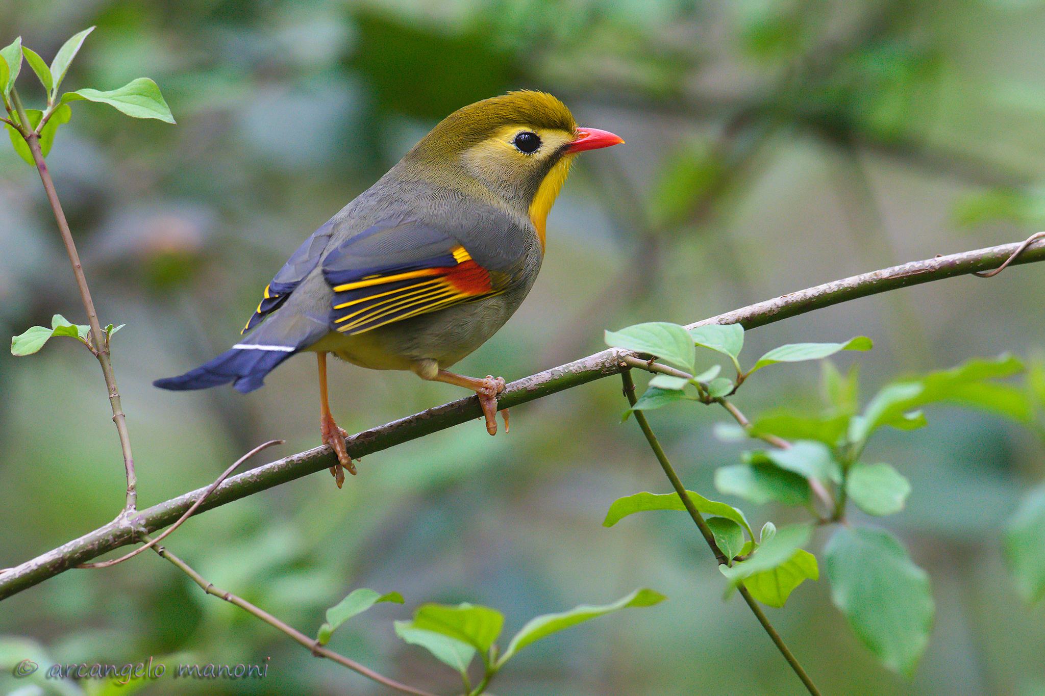 Giapp nightingale on the ''zampestrade'' of the undergrowth