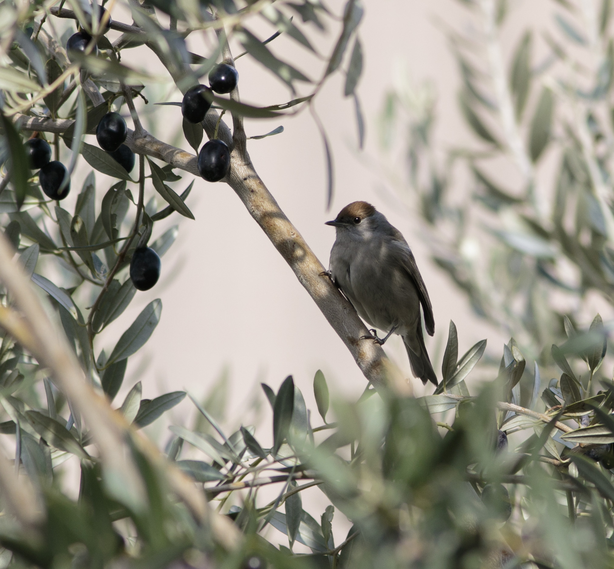 Tra le fronde , capinera femmina