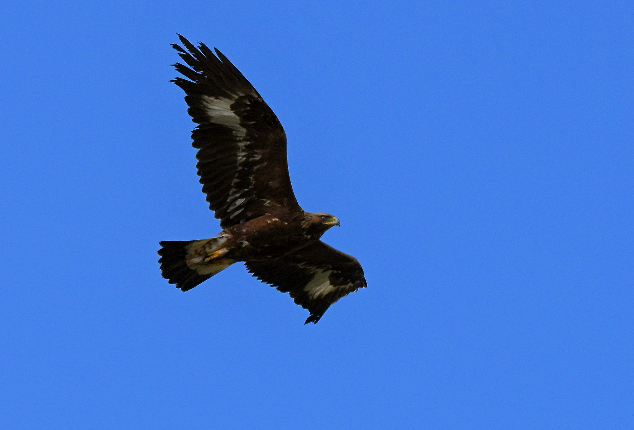Golden Eagle