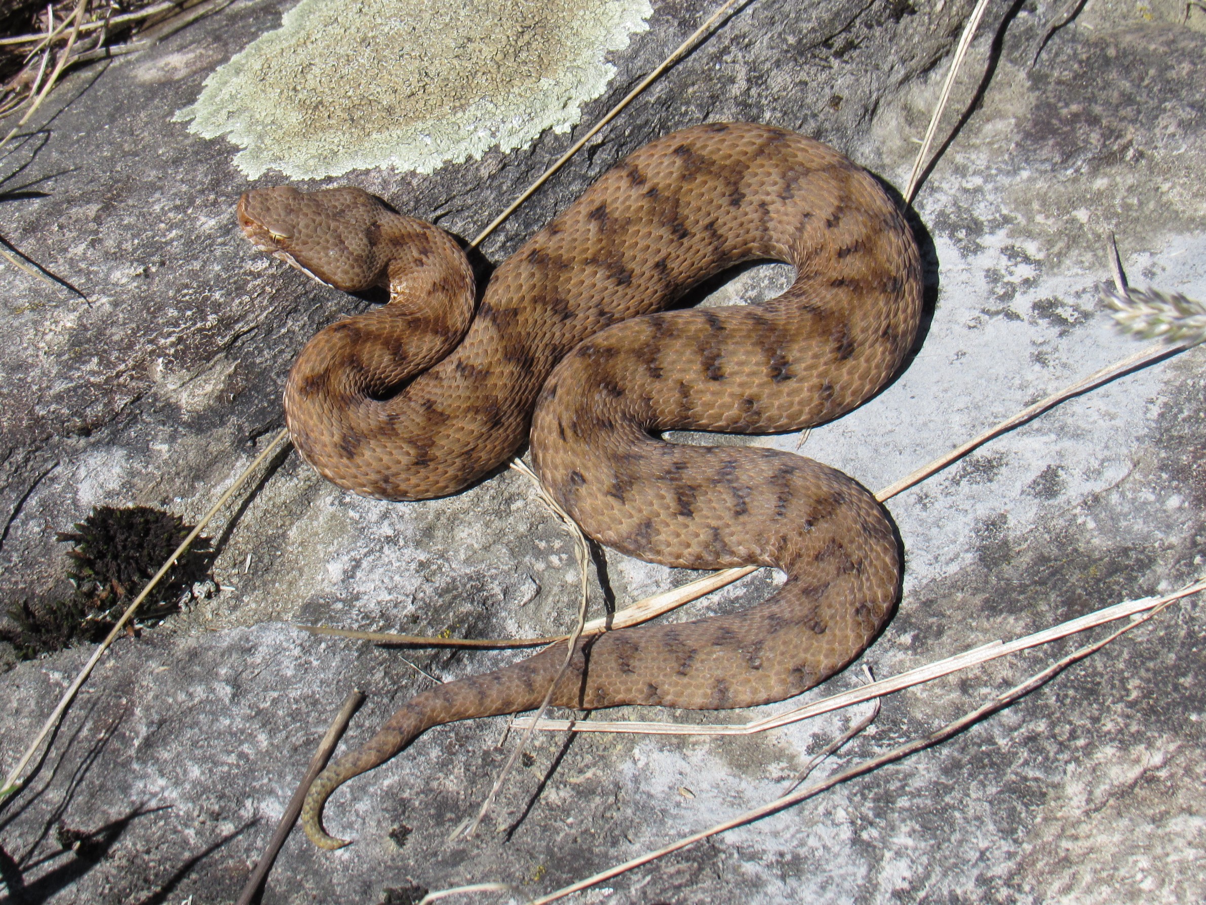 Femmina, 950m, Lombardia (Italia)