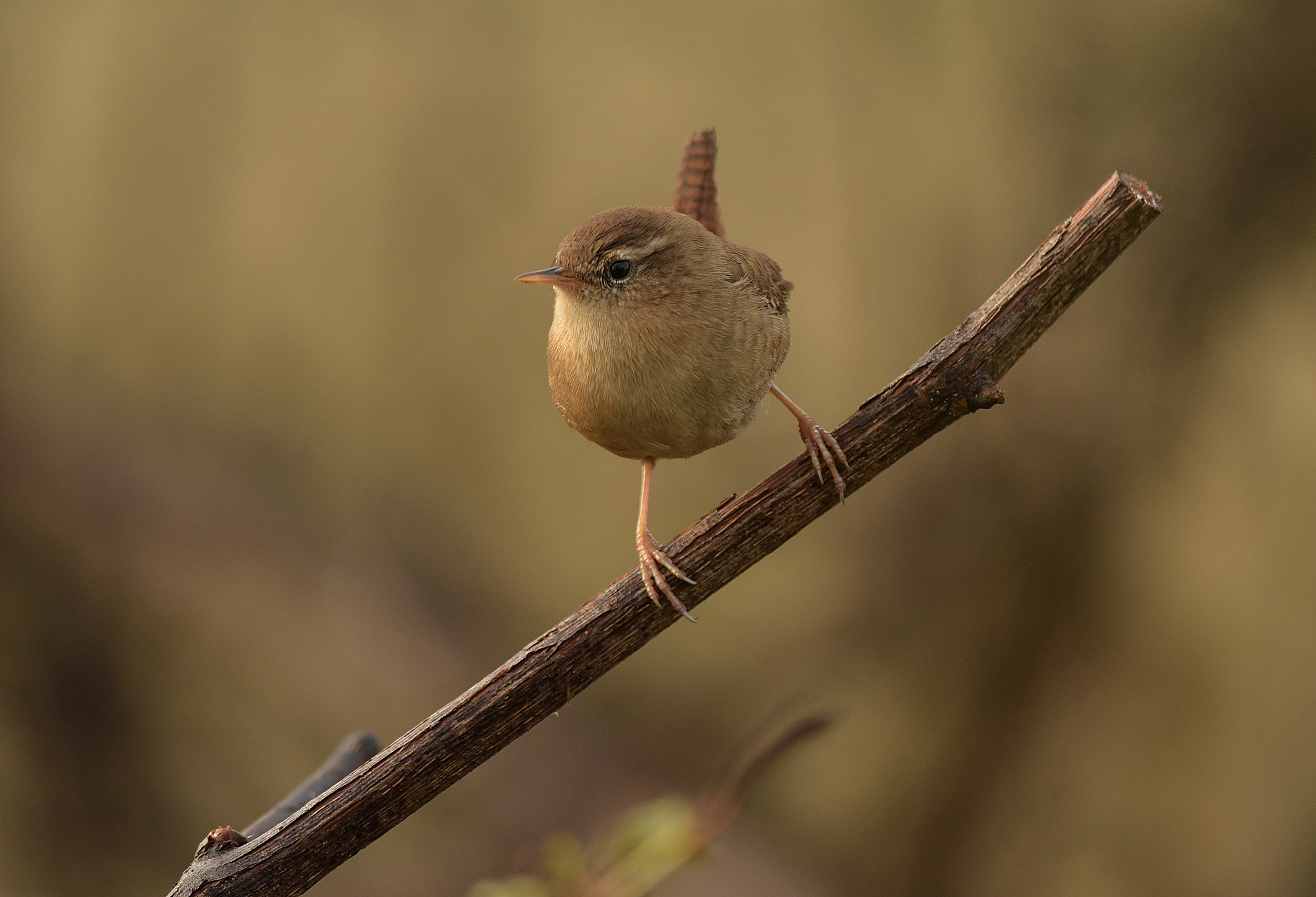 abbiamo stretto amicizia