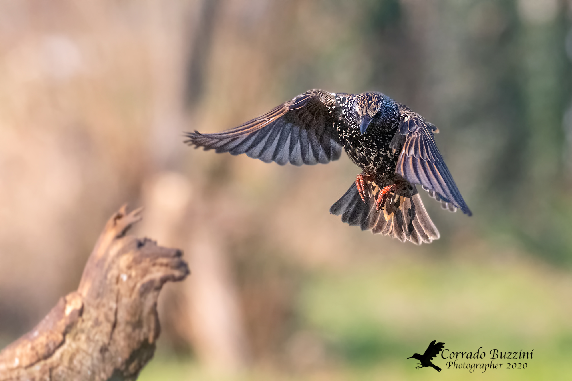 stornello - Wikipedia