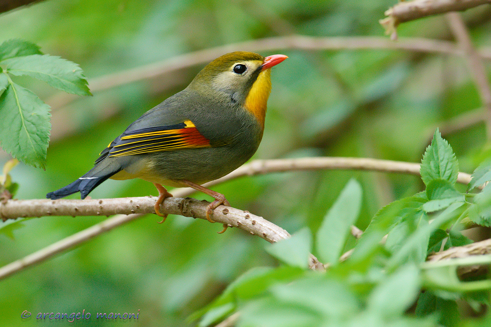 The Leprechaict Guard of the Undergrowth