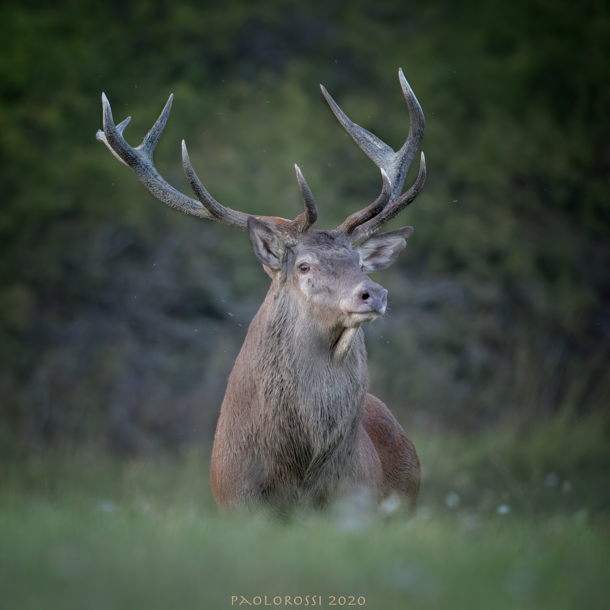 Noble deer...