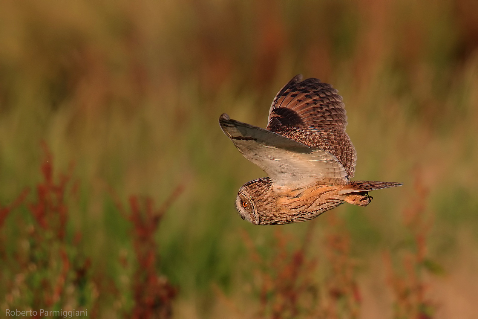 Gufo comune in volo diurno