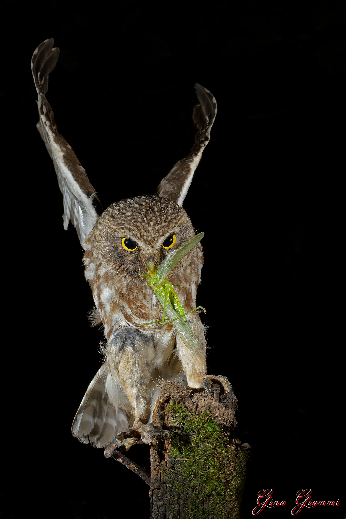 Civetta in atterraggio