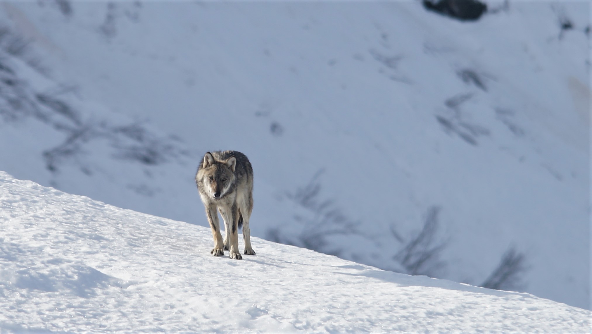 lupo monte vandalino