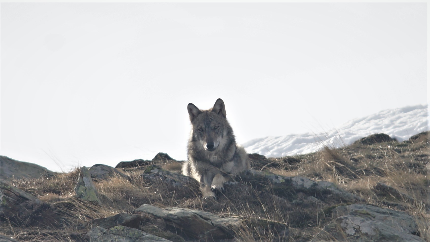 vandaline wolf