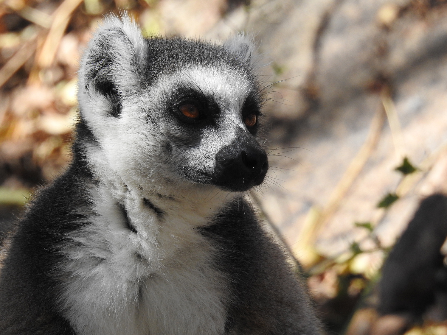 20-07-2019 Anja Community Reserve, Madagascar 8