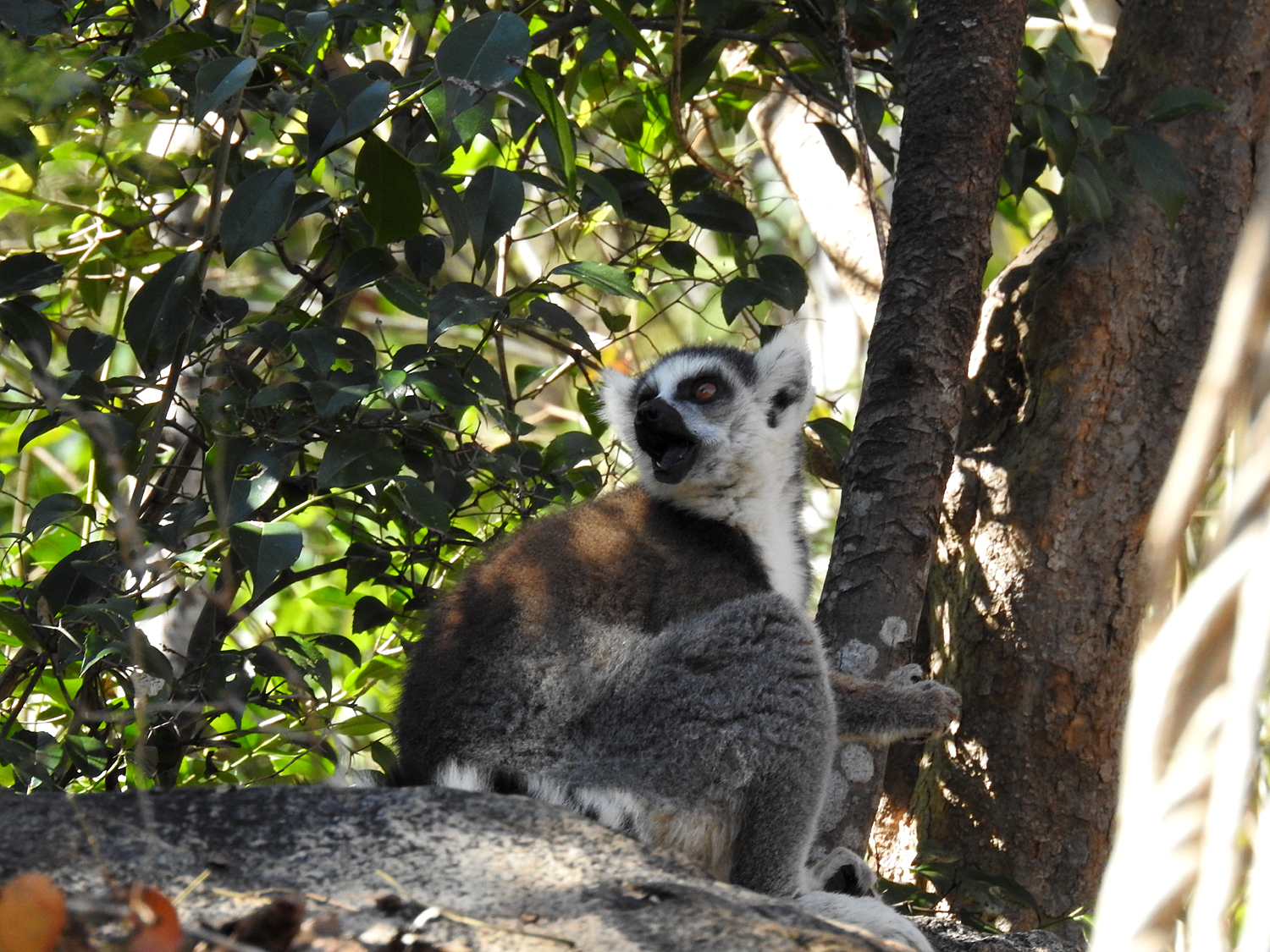 20-07-2019 Anja Community Reserve, Madagascar 9