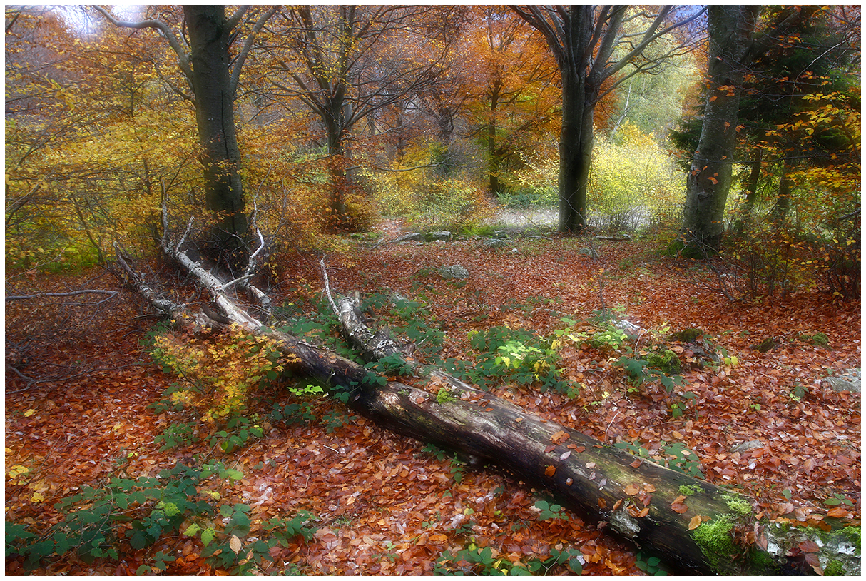 goodbye to the old tree