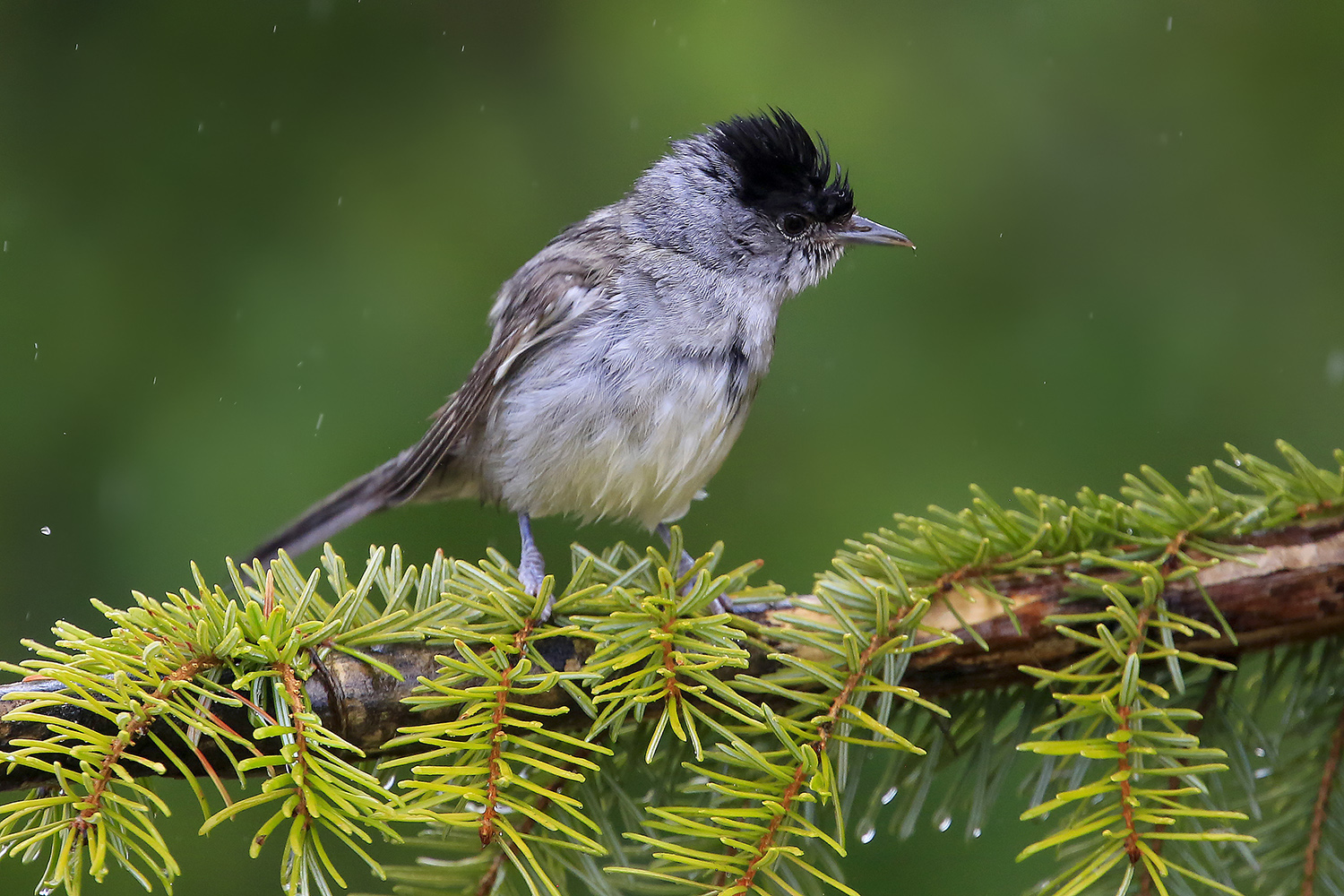capinera sotto la pioggia