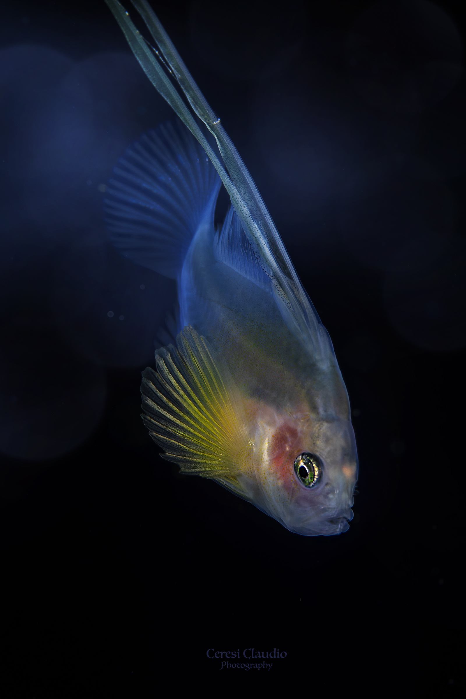 soapfish in black water