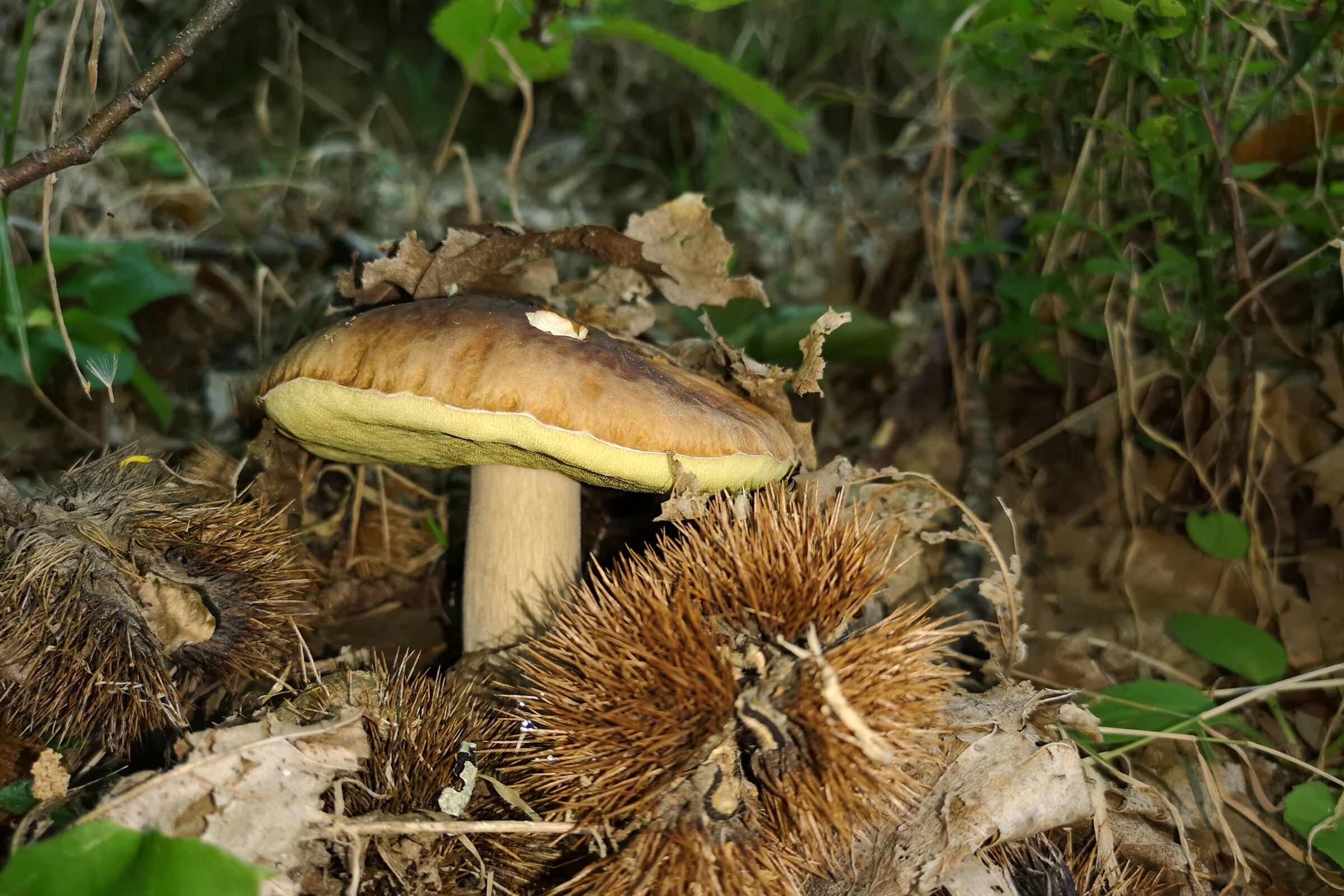 Porcino sotto i castagni.
