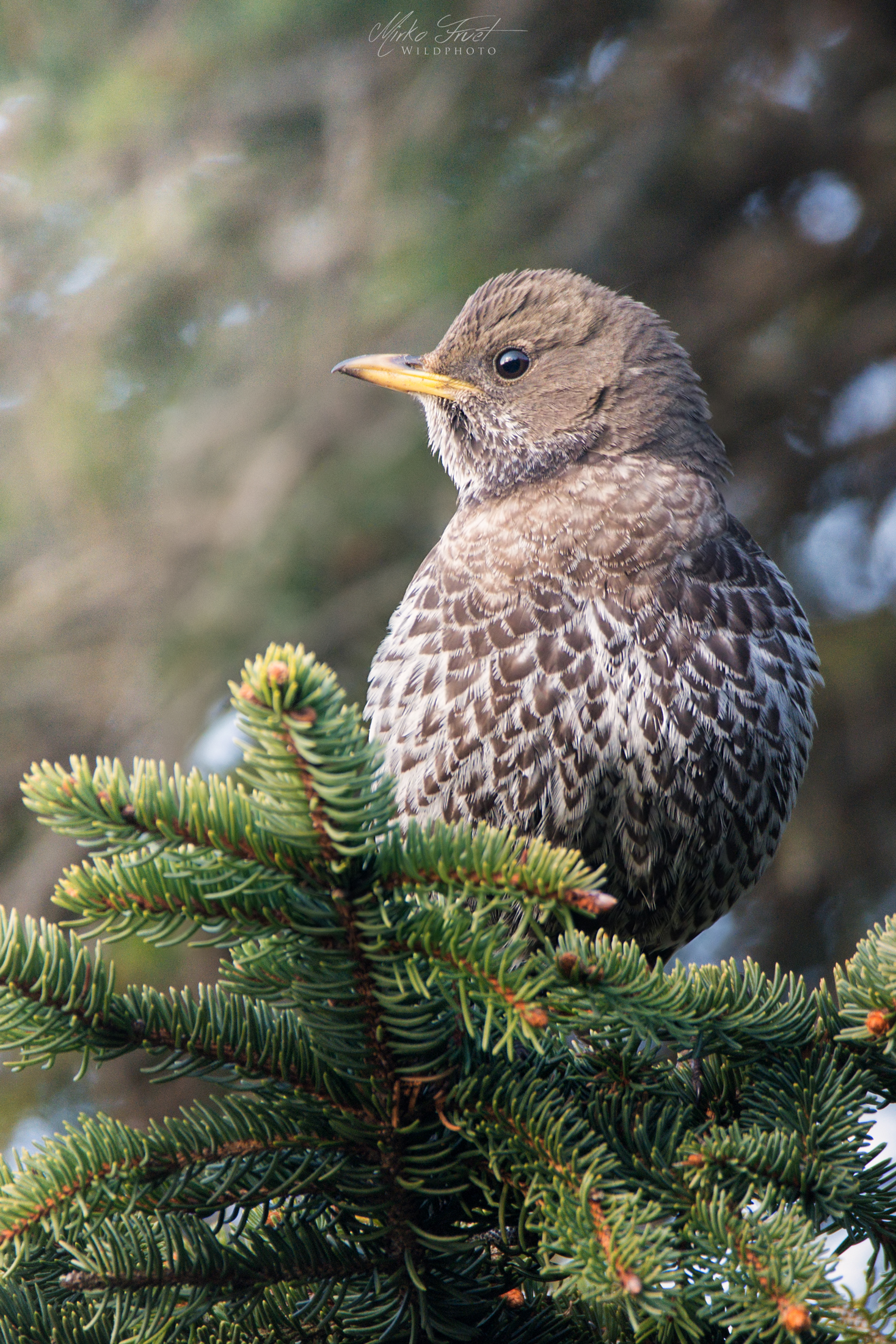 Female collared blackdome