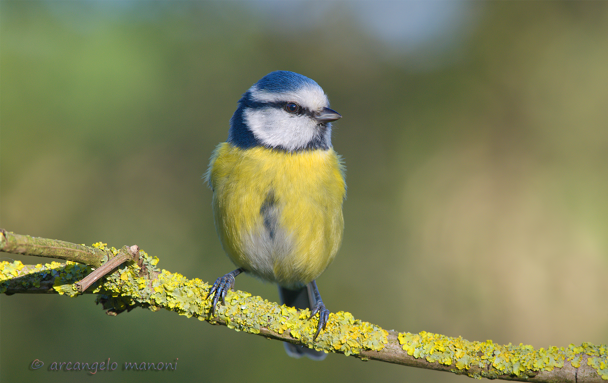 A cinciarella with 300 f4 smooth