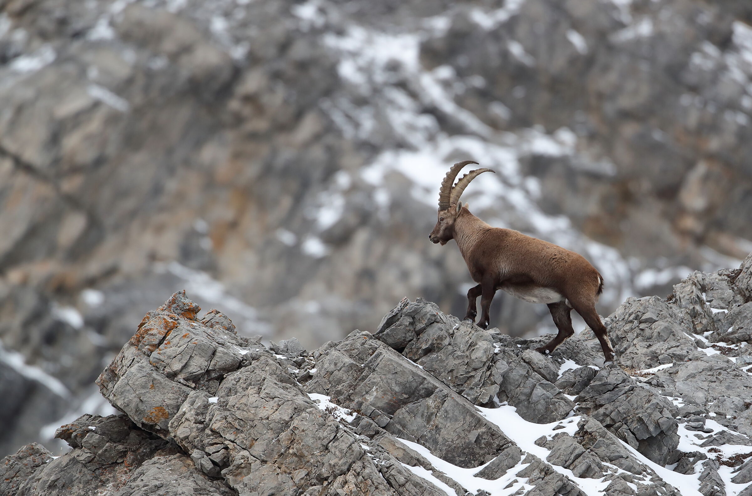 Ibex