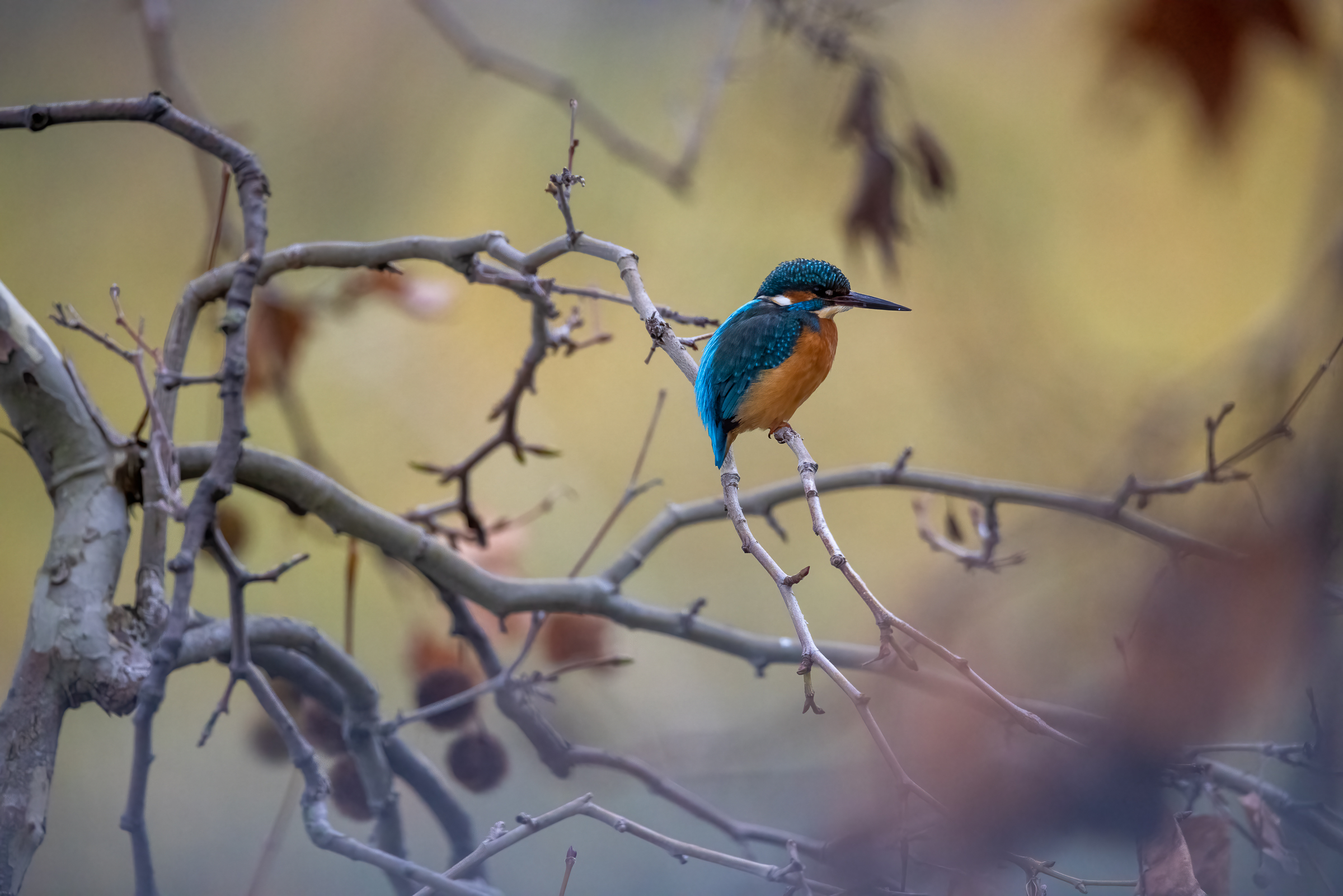 Martin among the branches