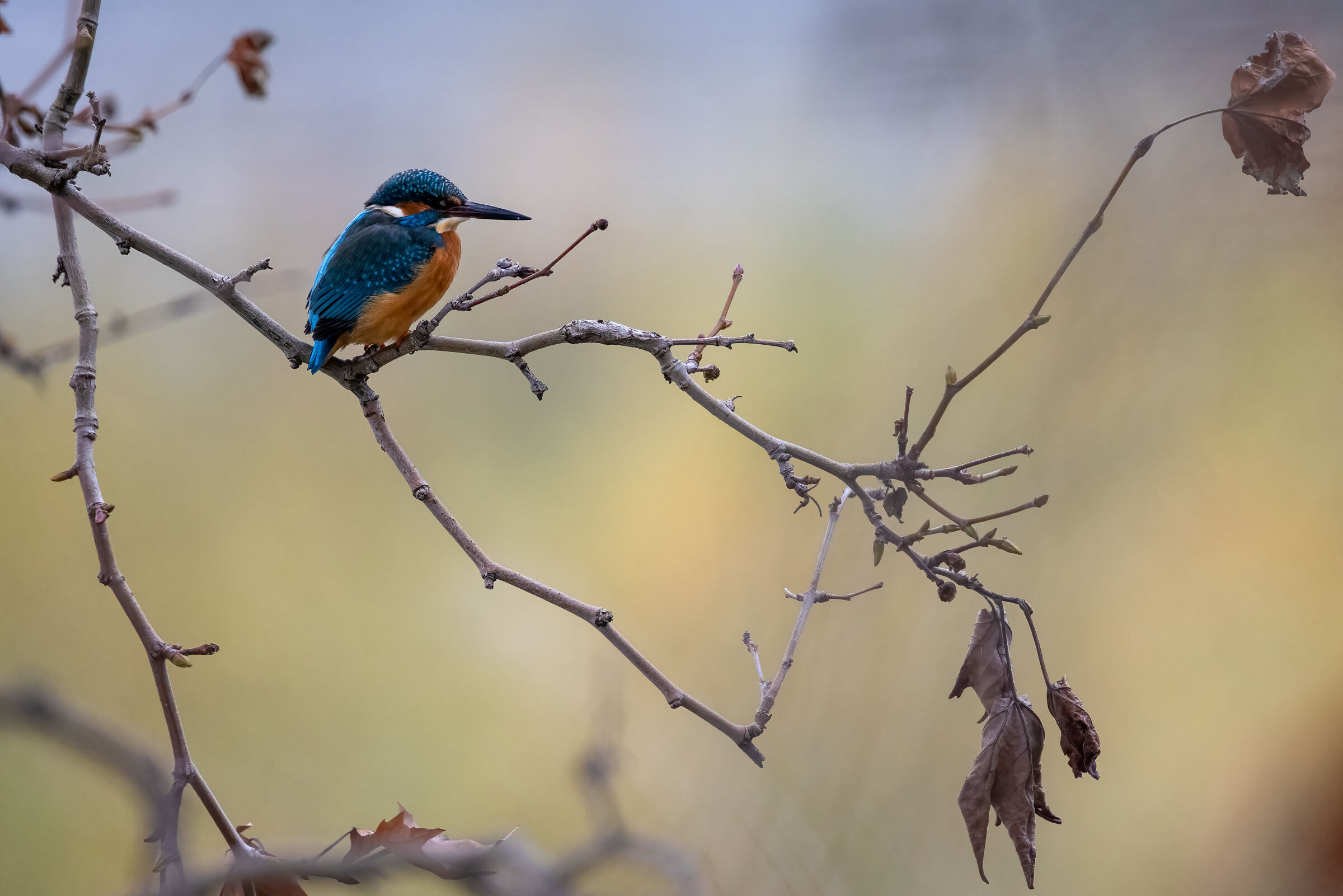 It's like autumn in the trees the Kingfishers.