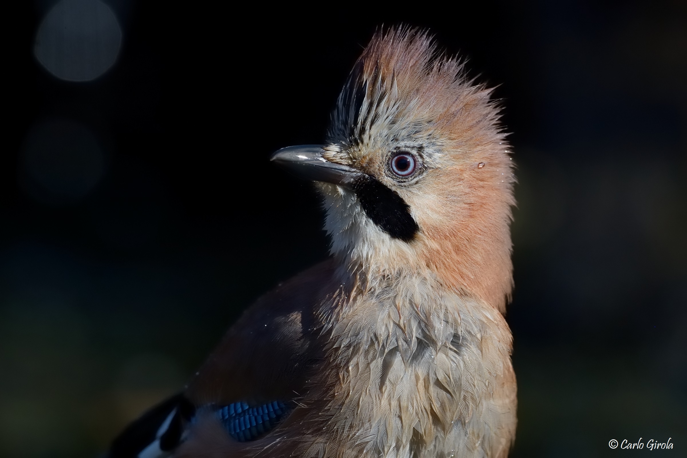 Jay (Garrulus glandarius)