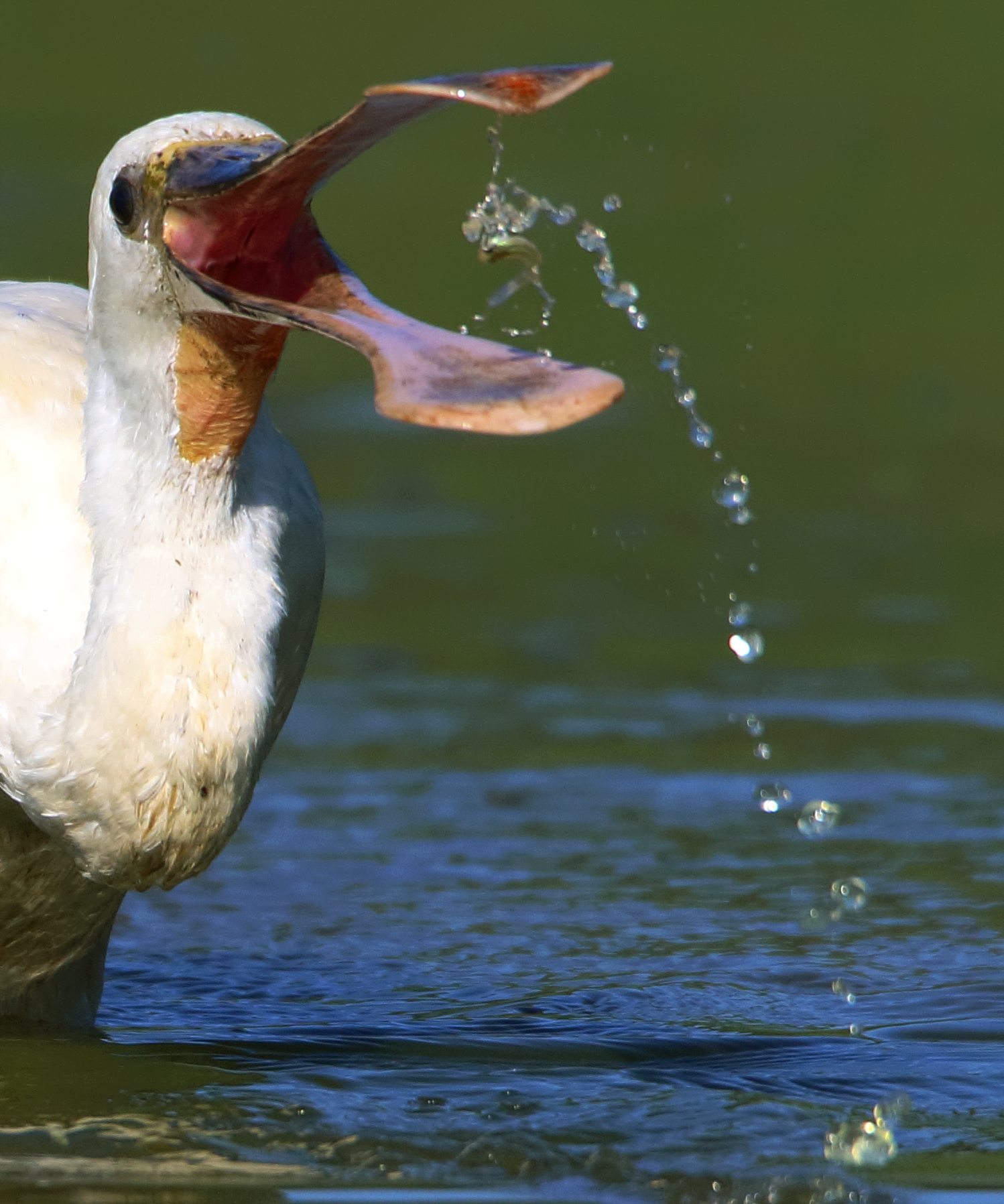 La Spatola ed il piccolo pesce