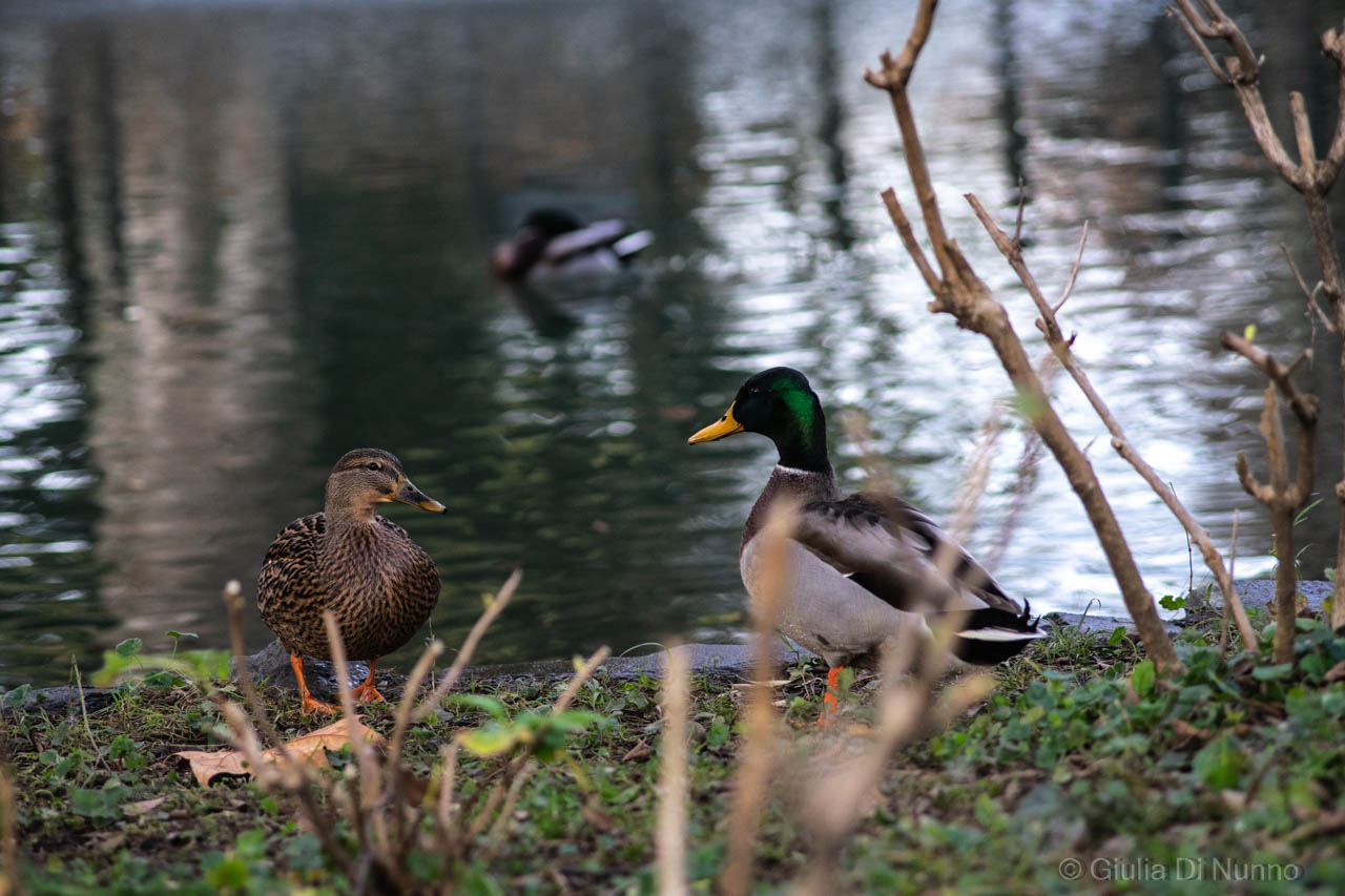 Laghetto del Parco di Gorgonzola