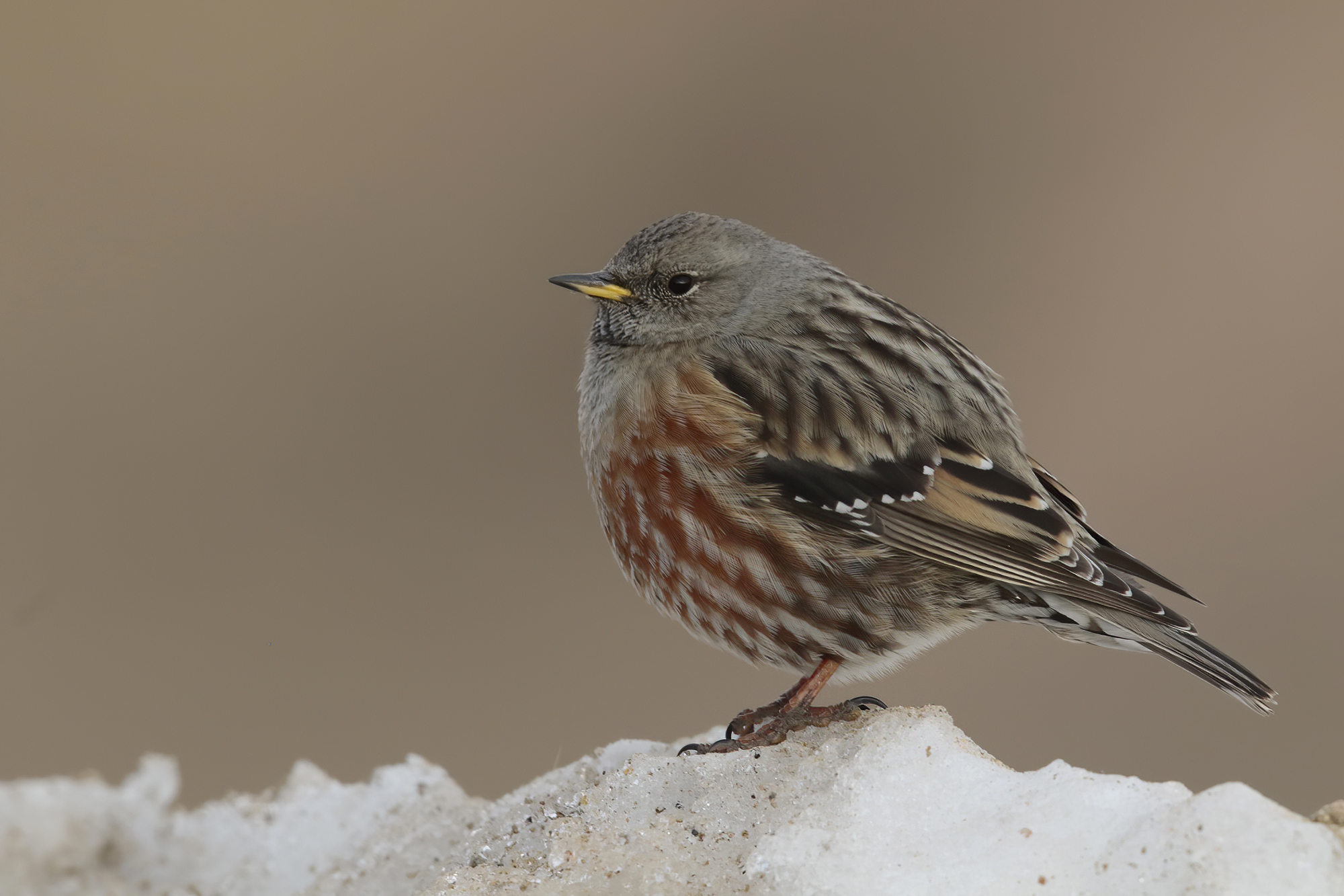 sordone sul ghiaccio