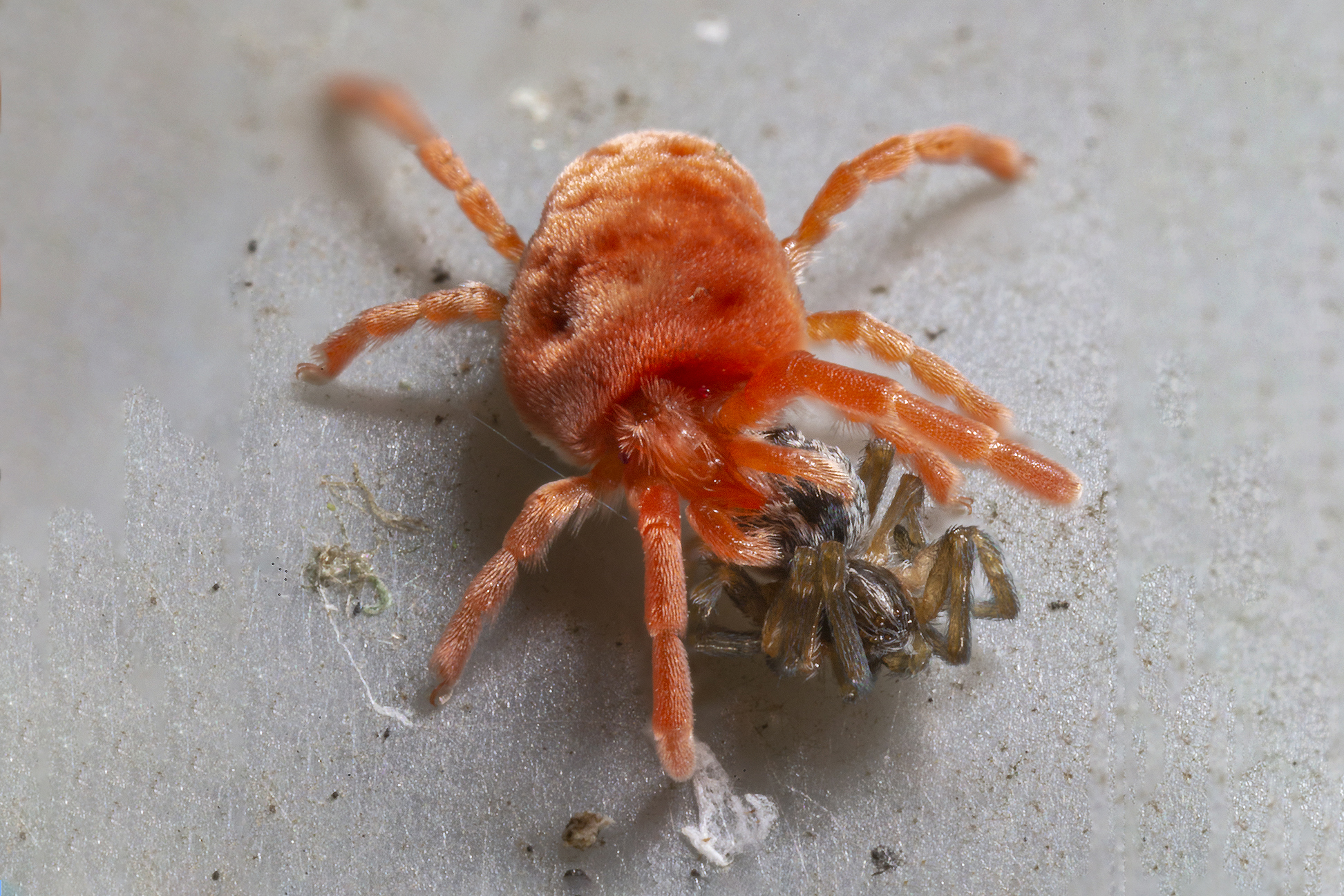Trombidium holosericeum sp. with prey