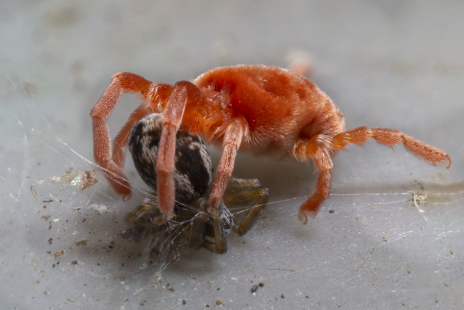 Trombidium holosericeum sp. with prey