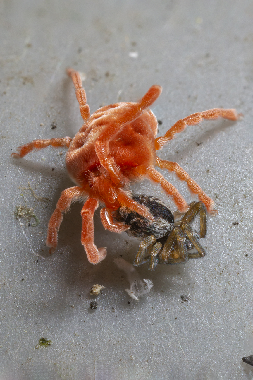 Trombidium holosericeum sp. with prey