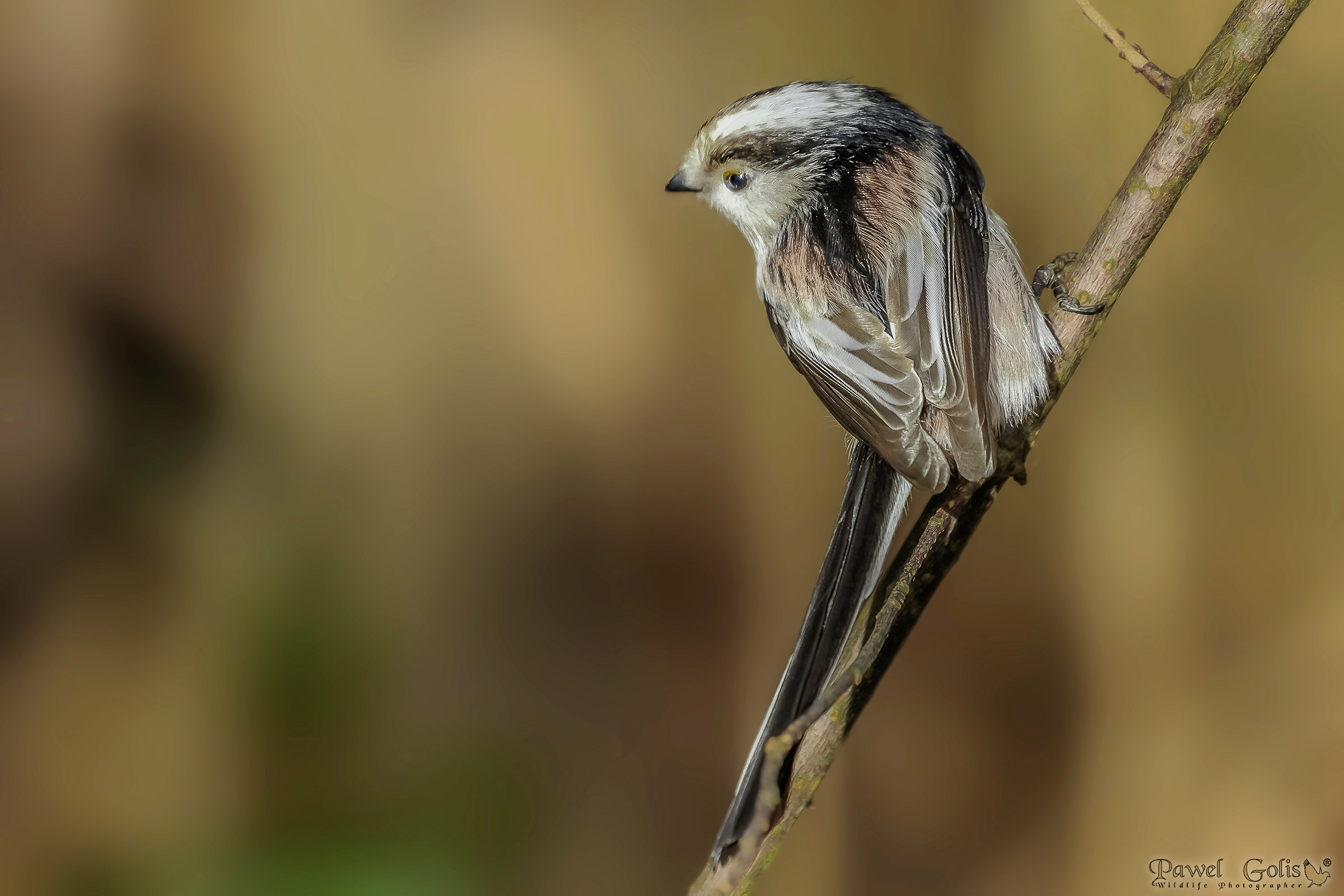 Bushtit dalla coda lunga (Aegithalos caudatus)