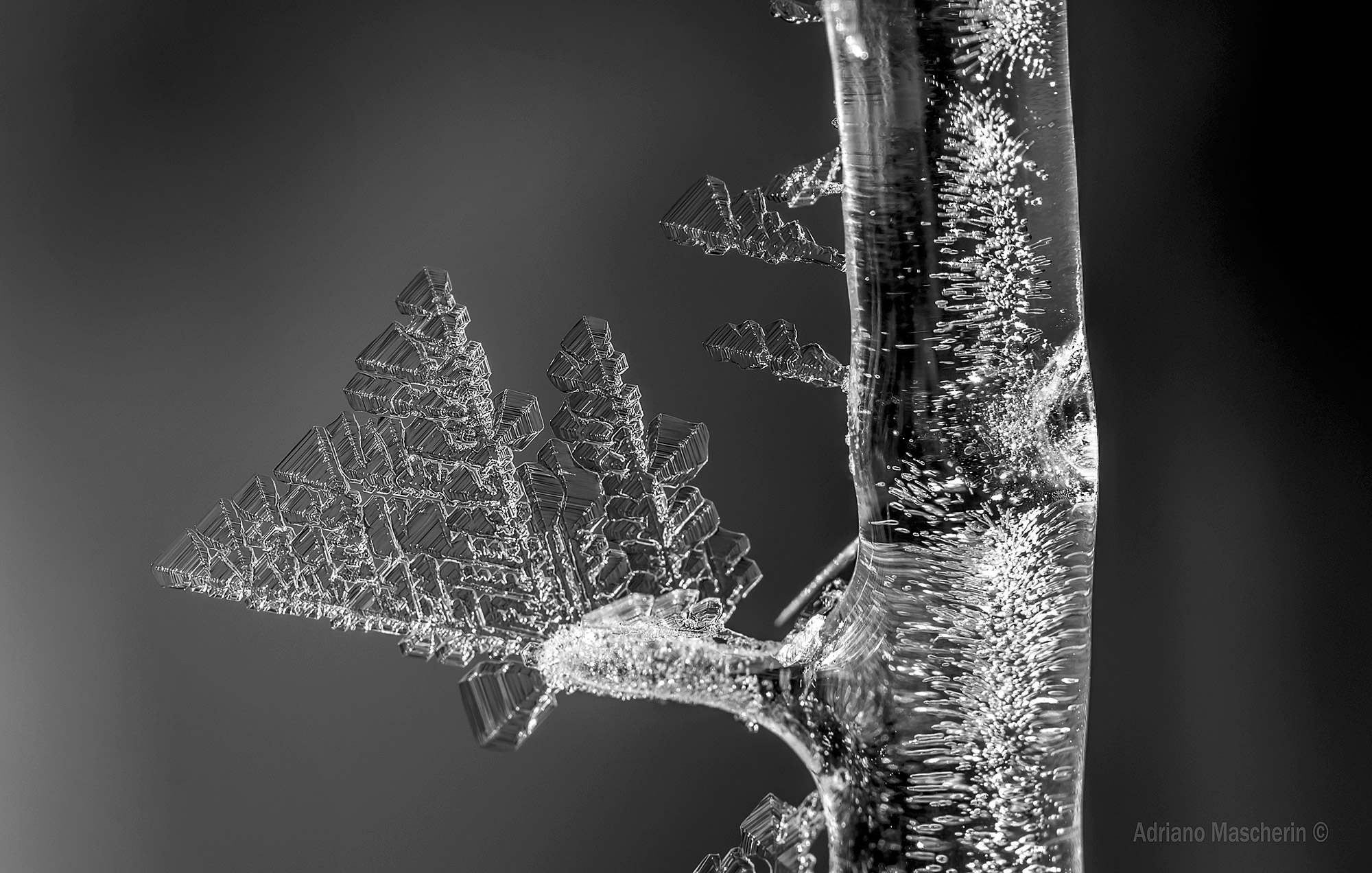 Foglie di.....cristallo