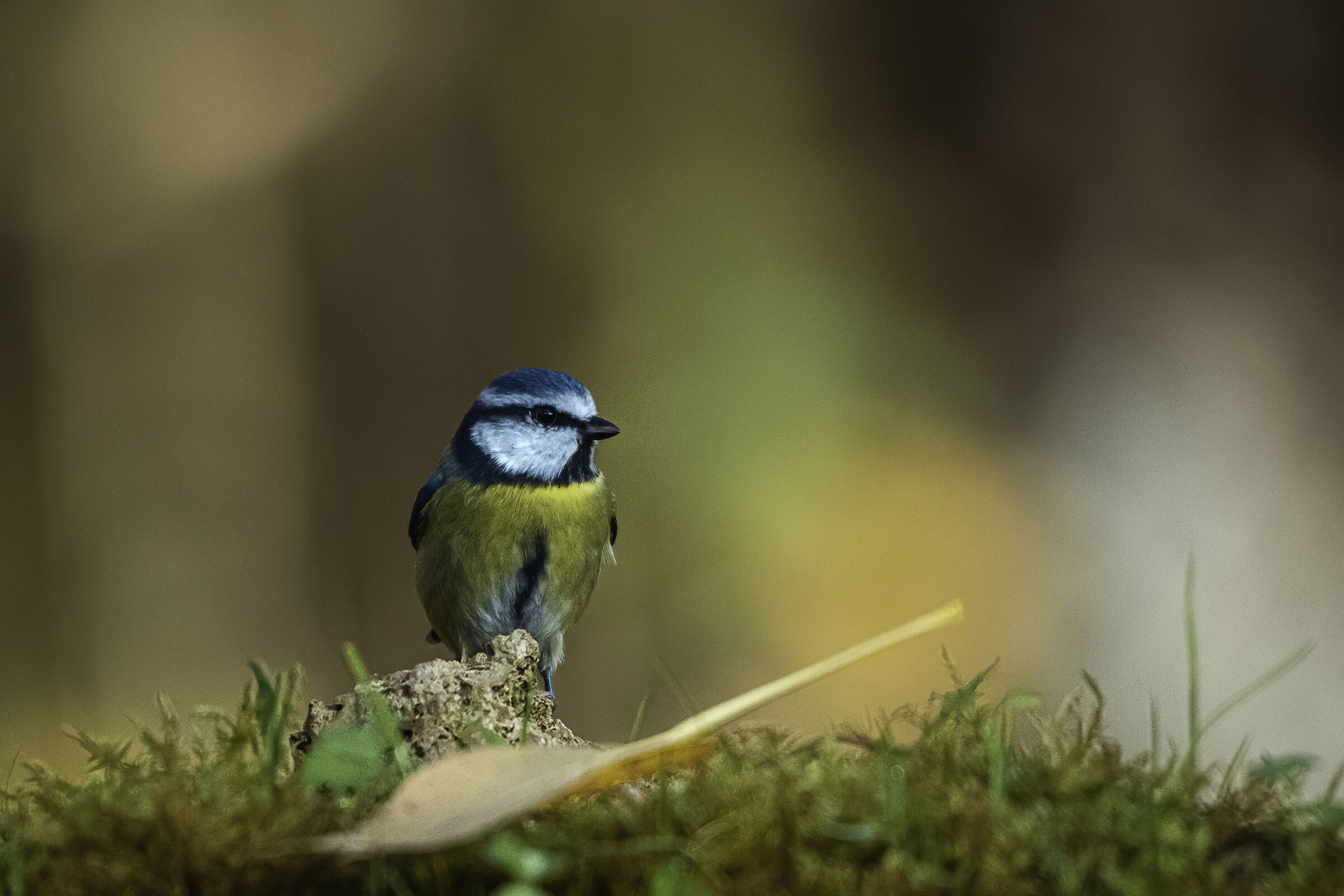 La cinciarella e la foglia