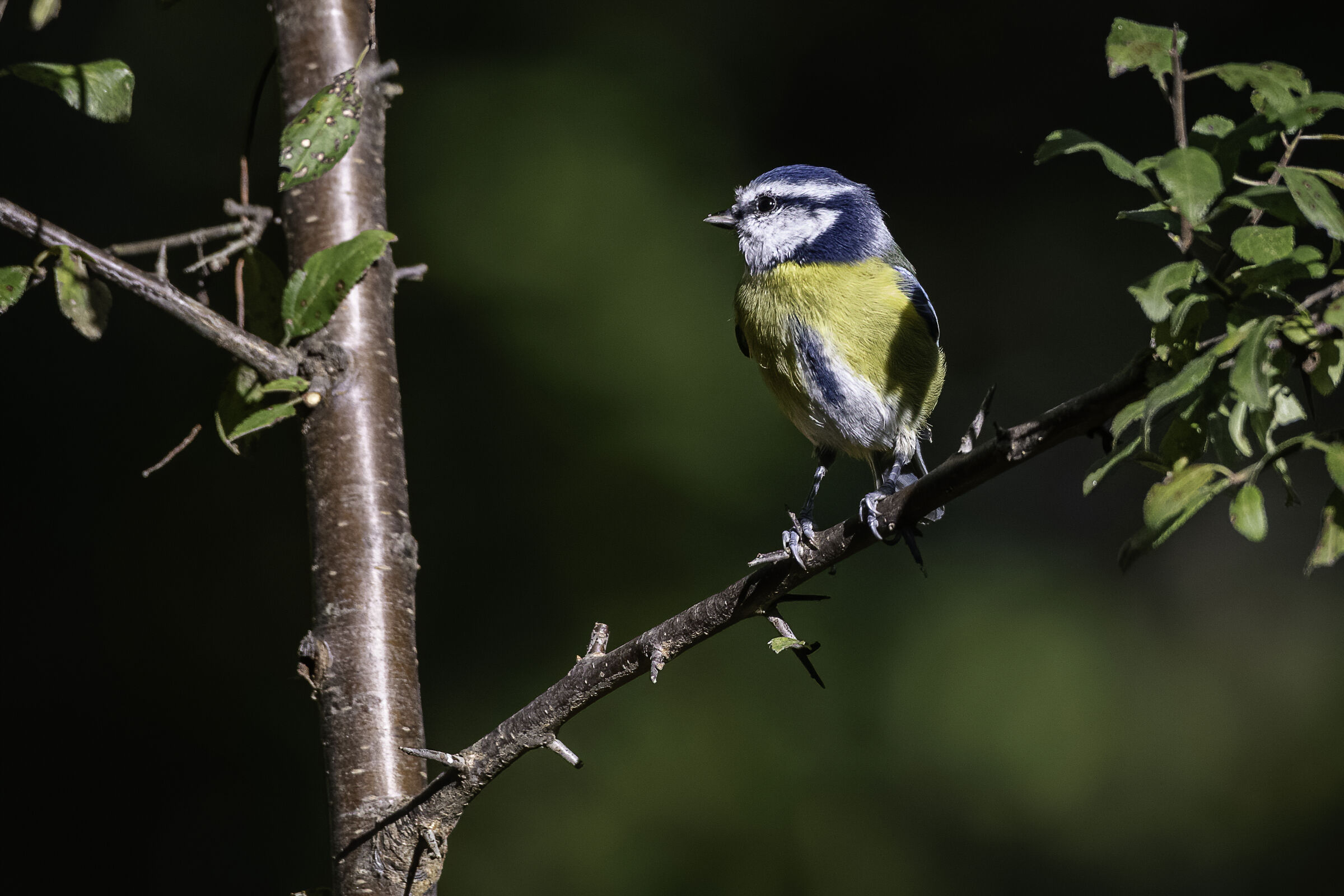 La cinciarella sul ramo