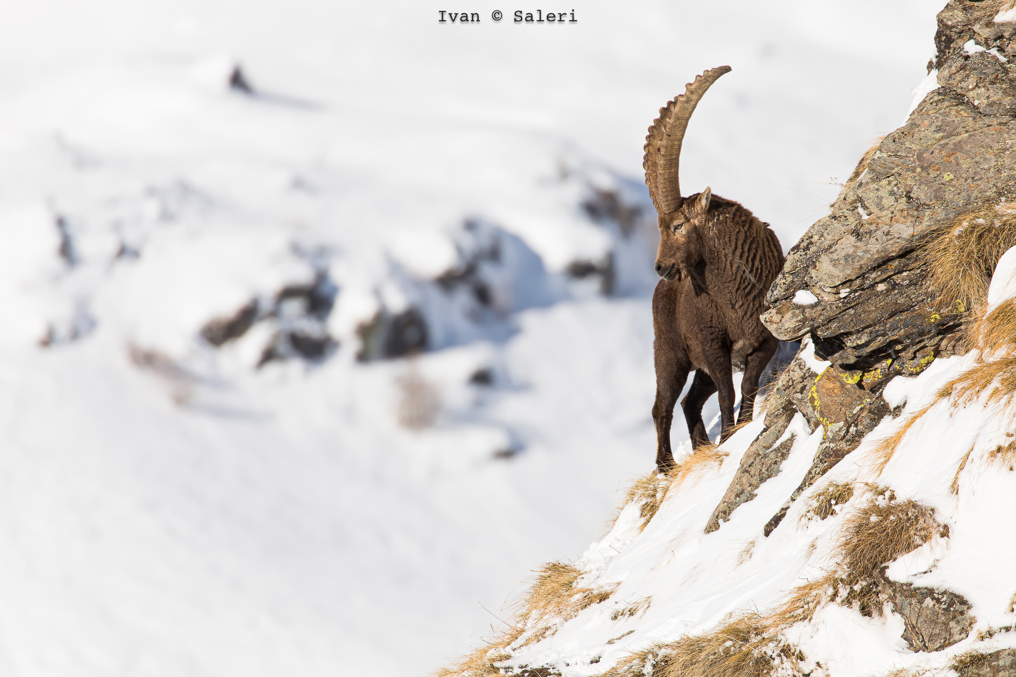Ibex
