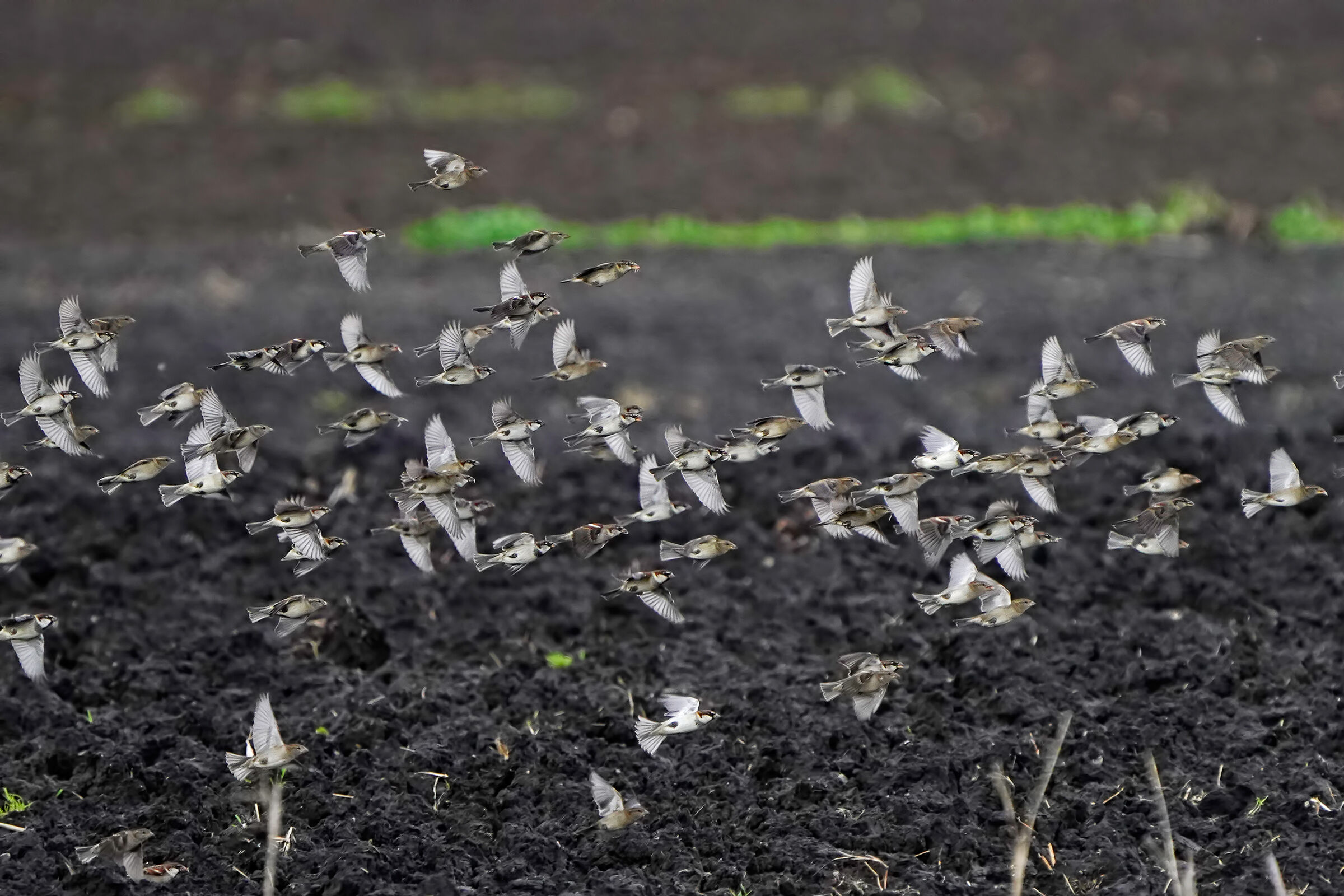 The sparrows are back!